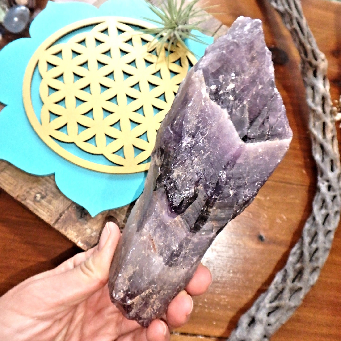 Powerful XL Deep Purple  Auralite-23 Point From Ontario, Canada