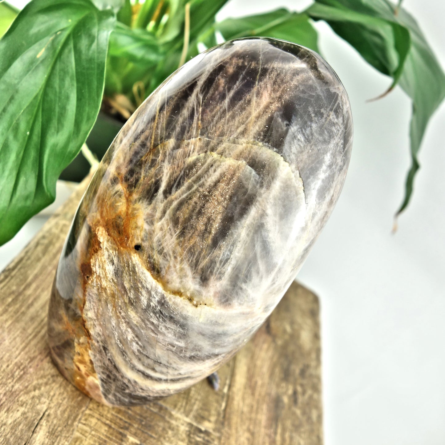 Mysterious Sheen Large Black Moonstone Standing Display Specimen - Earth Family Crystals