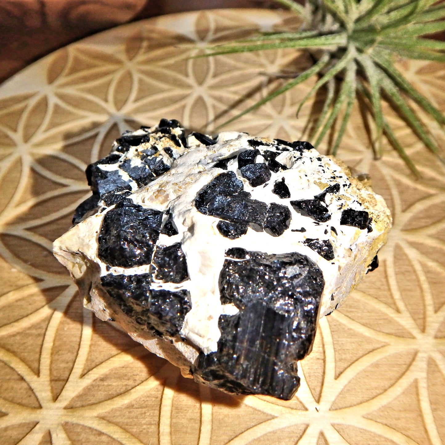 Natural Black Tourmaline Blades Nestled in Feldspar Matrix From Brazil - Earth Family Crystals