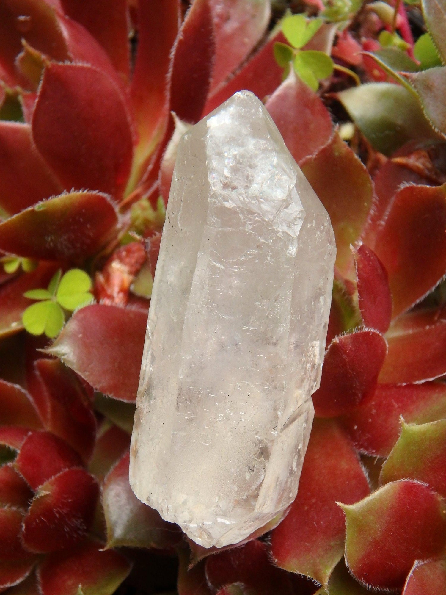  Brazilian Golden Brookite Quartz Point 1