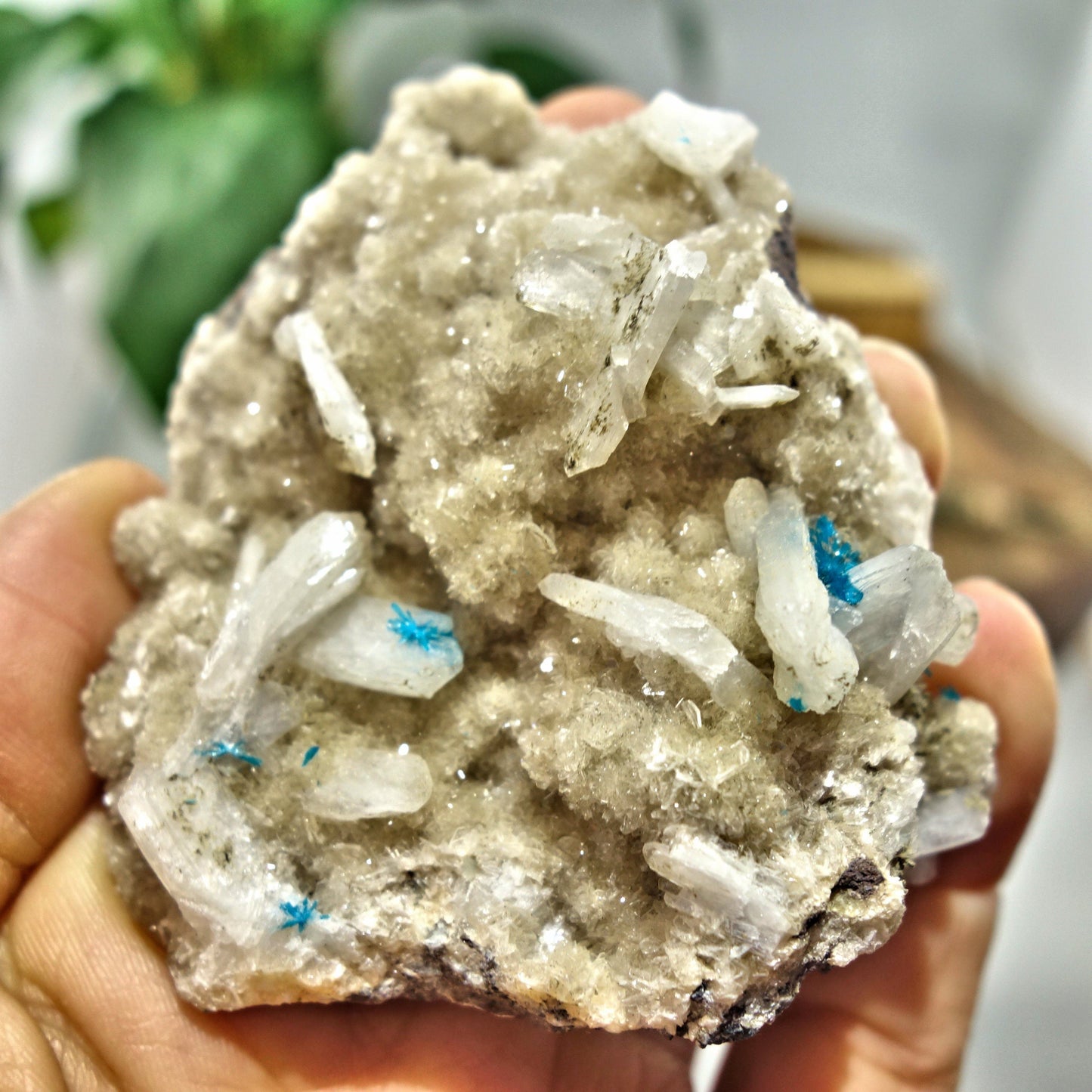 Electric Blue Cavansite Flowers Nestled on Shimmering Heulandite Matrix From India