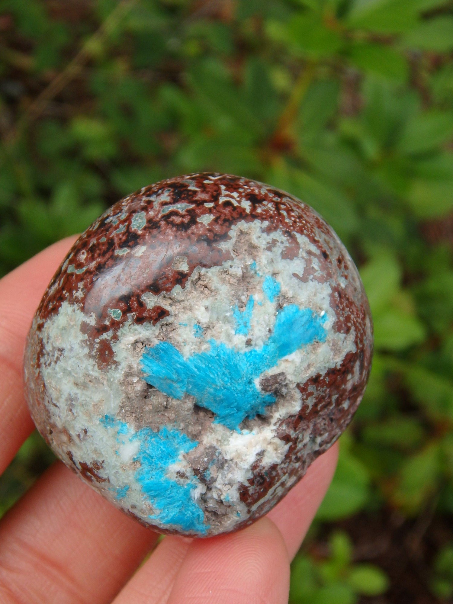  Electric Blue Cavansite in Partially Polished Matrix Palm Stone From India 2