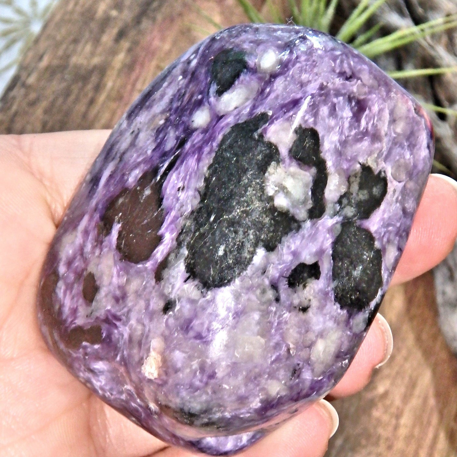  Divine Silky Deep Grape Purple Large Charoite Free Form Specimen1