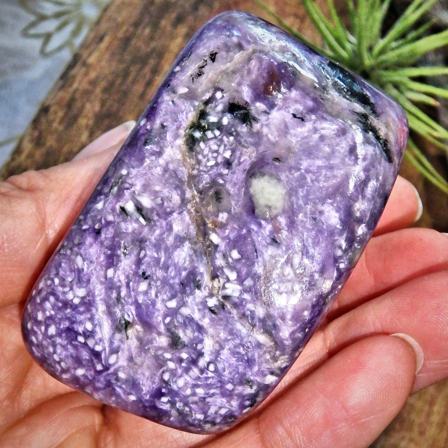  Divine Silky Deep Grape Purple Large Charoite Free Form Specimen1