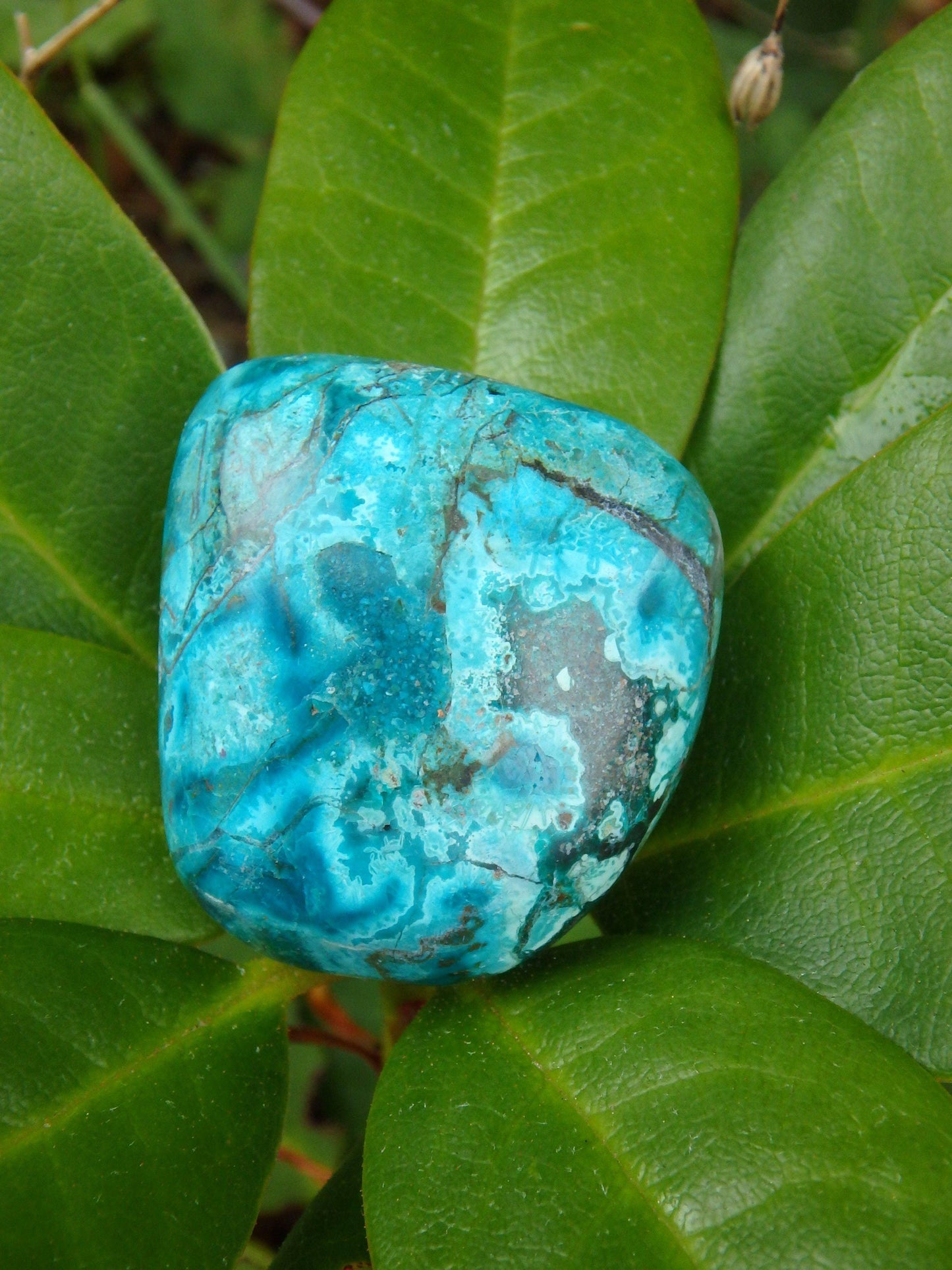  Beautiful Robin Egg Blue Chrysocolla Palm Stone From Peru