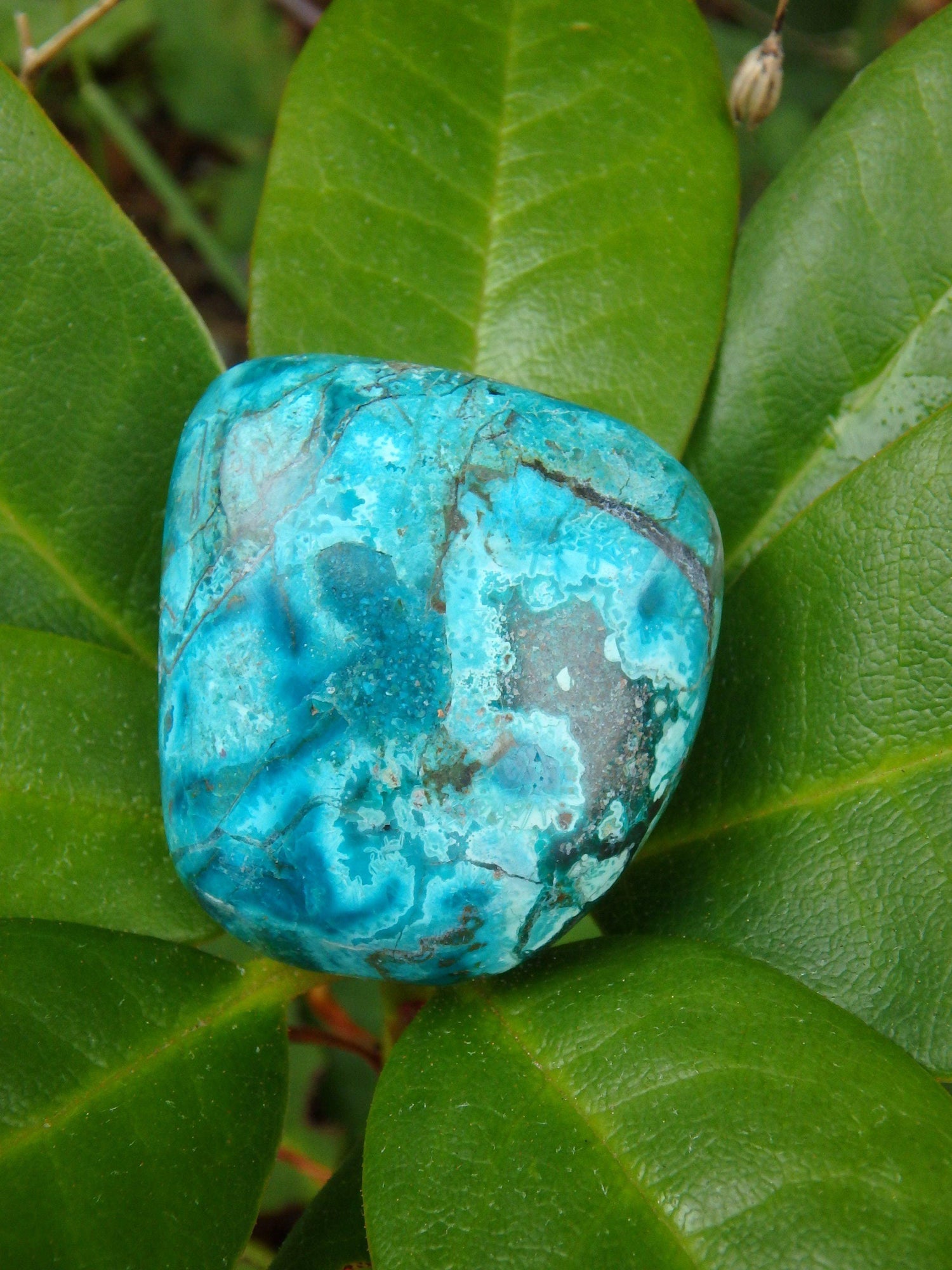 Beautiful Robin Egg Blue Chrysocolla Palm Stone From Peru
