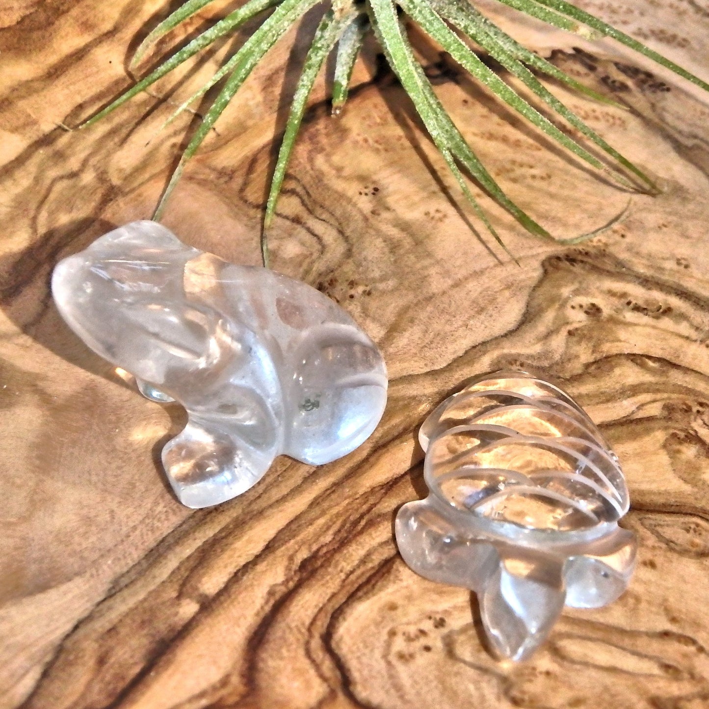 Joyful Clear Quartz Turtle & Frog Carving Set - Earth Family Crystals