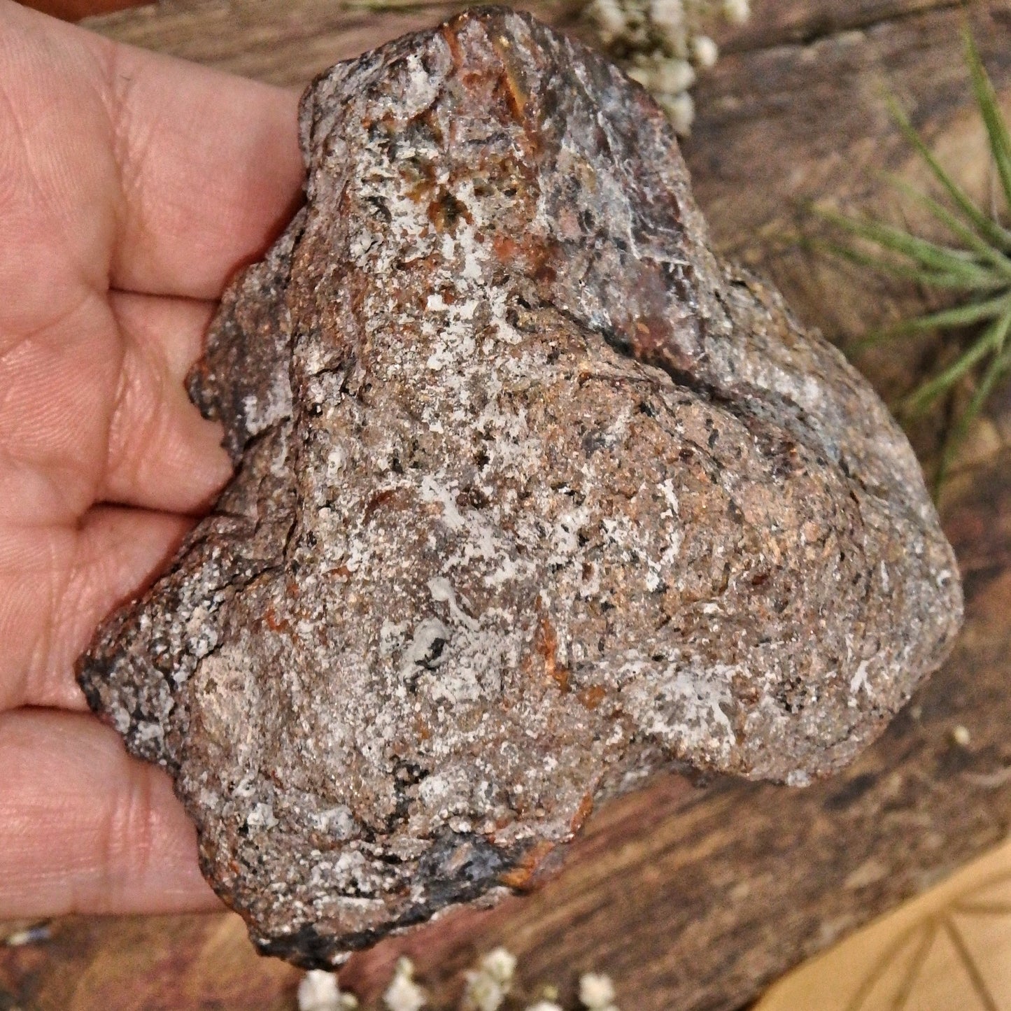 Patagonia Condor Agate Partially Polished Display Specimen 2 - Earth Family Crystals