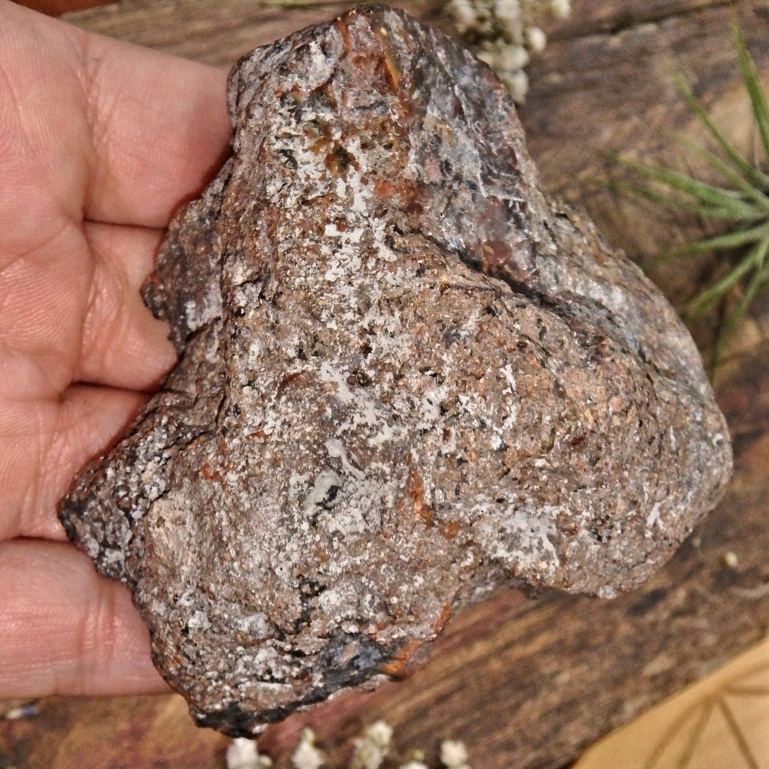 Patagonia Condor Agate Partially Polished Display Specimen 2 - Earth Family Crystals