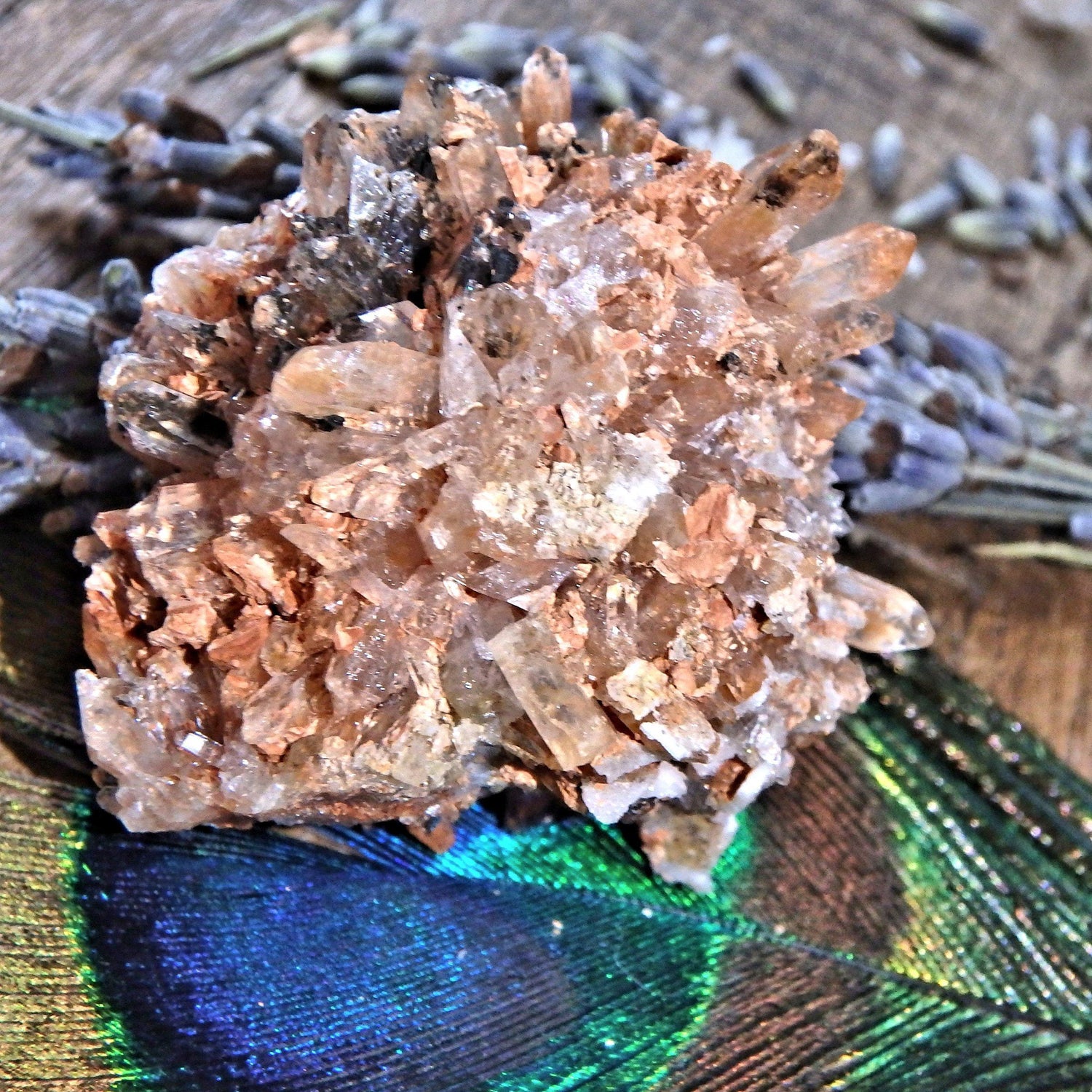 Adorable Orange & Black Hedgehog Creedite Cluster From Mexico