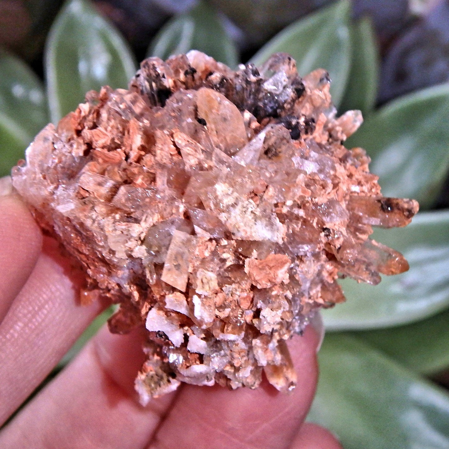  Adorable Orange & Black Hedgehog Creedite Cluster From Mexico