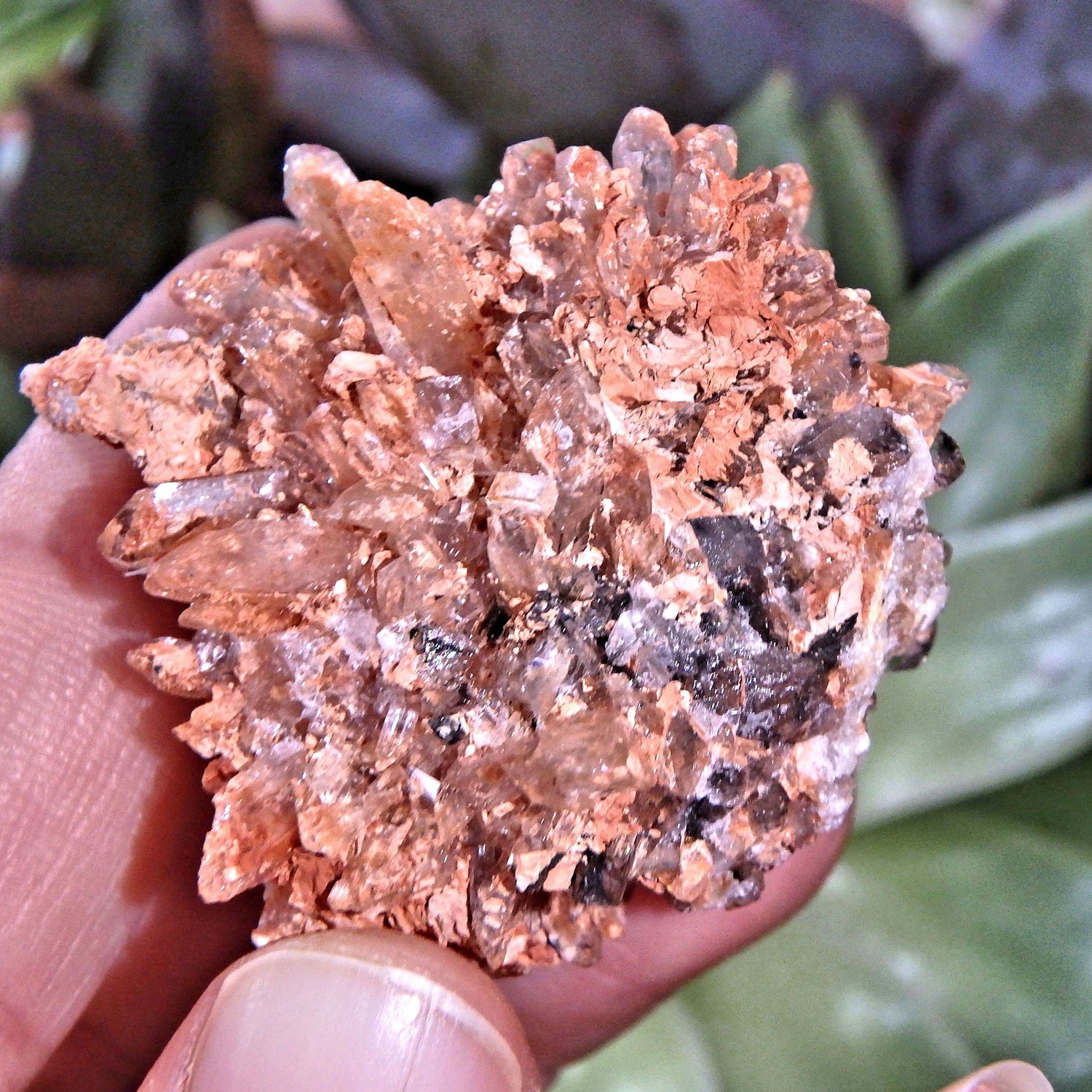  Adorable Orange & Black Hedgehog Creedite Cluster From Mexico