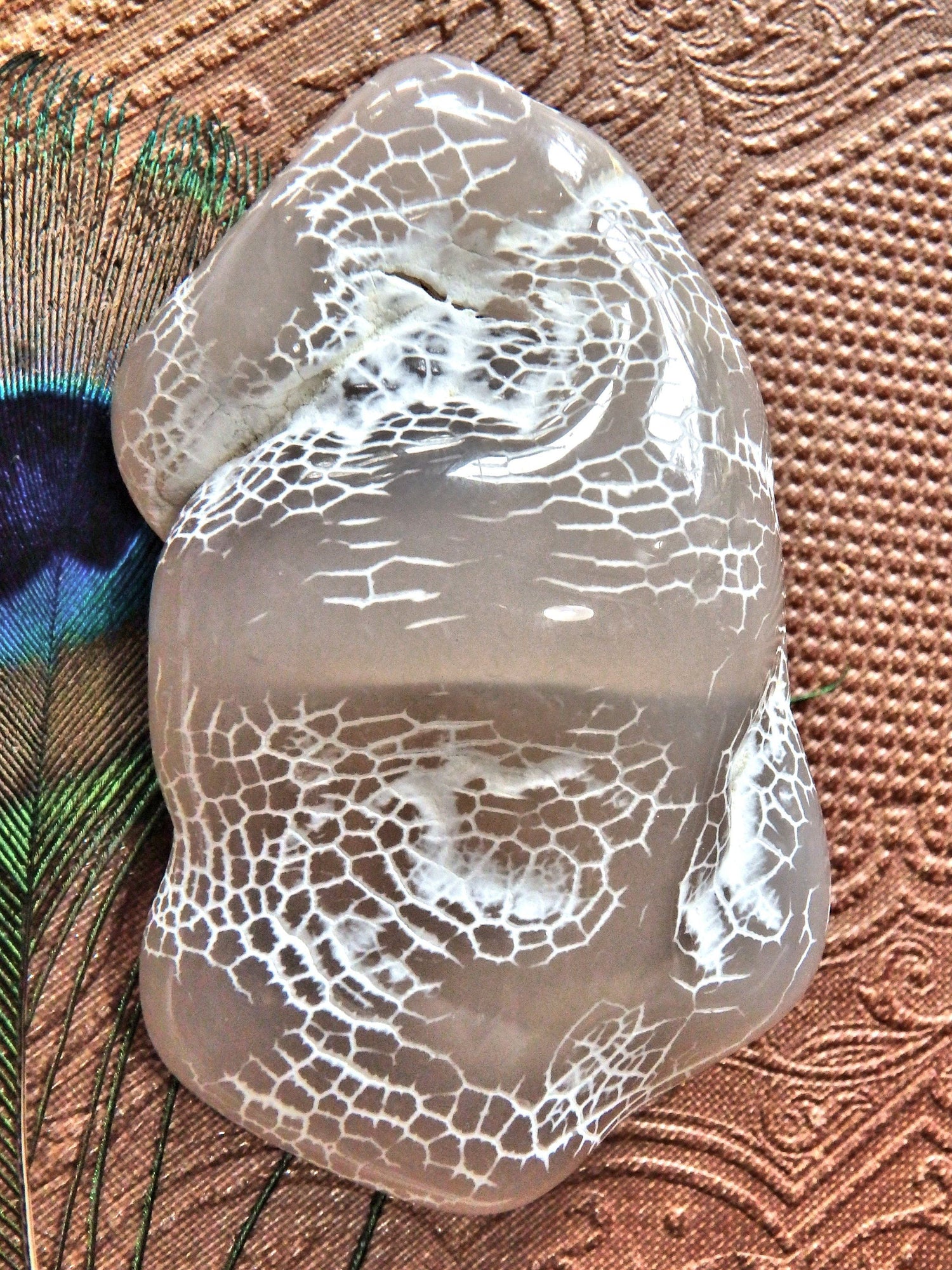  Cool Patterns Alligator Agate Specimen