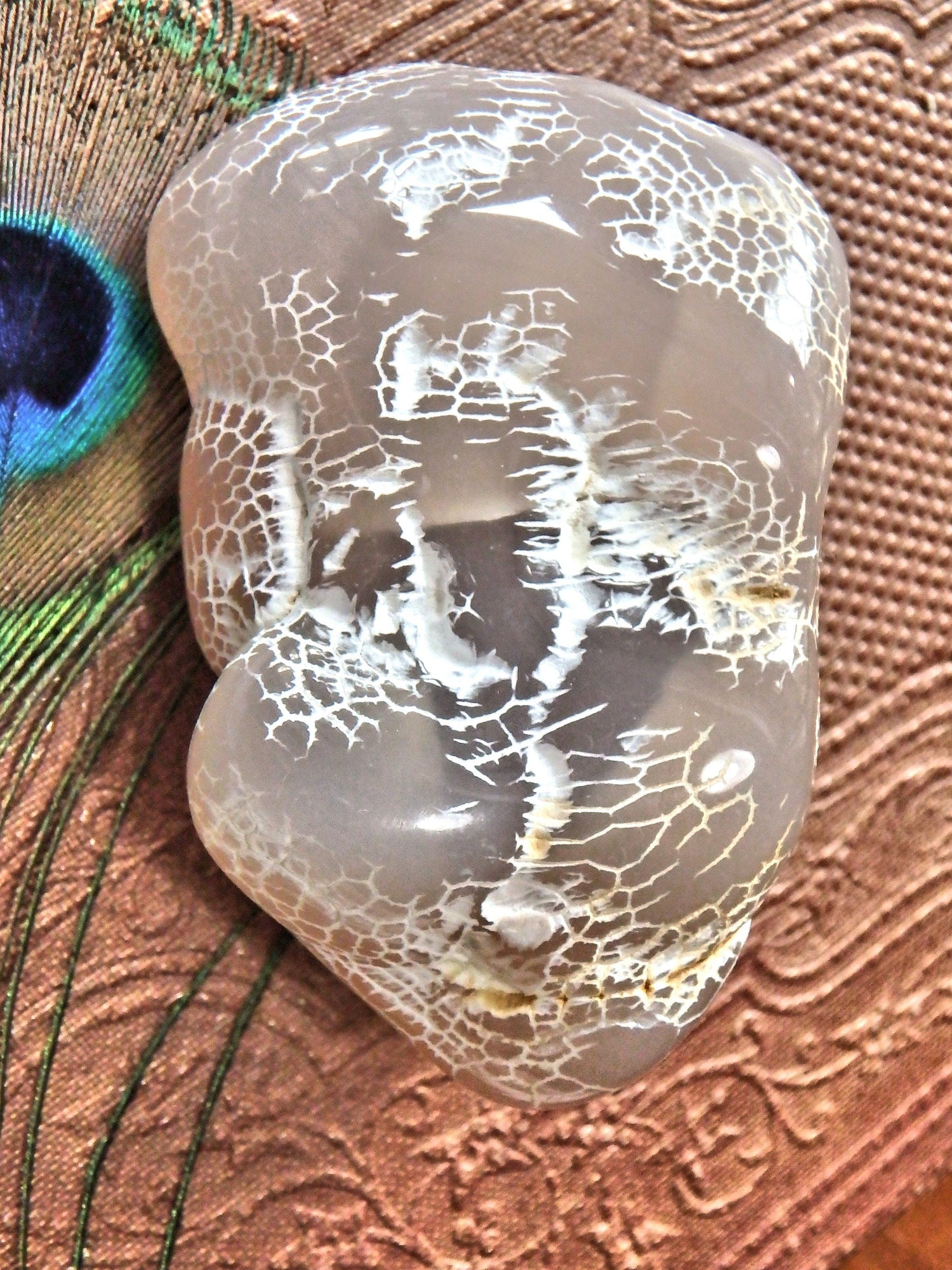  Cool Patterns Alligator Agate Specimen