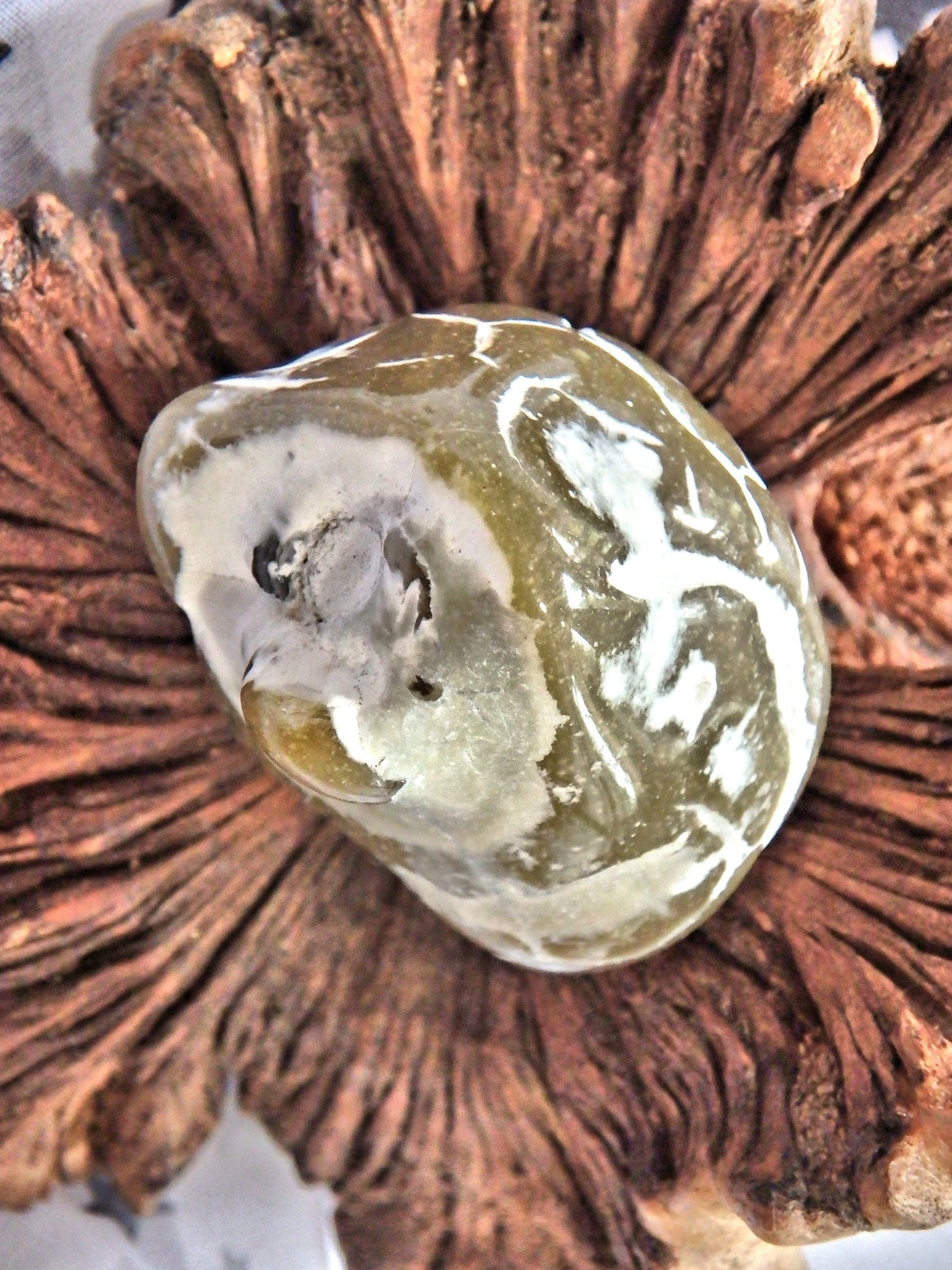  Cute  Alligator  Agate Nodule Specimen
