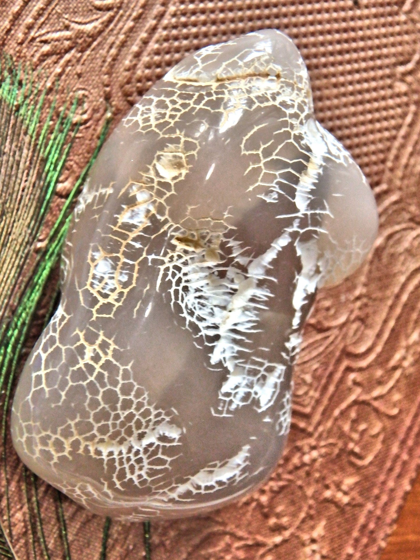  Cool Patterns Alligator Agate Specimen