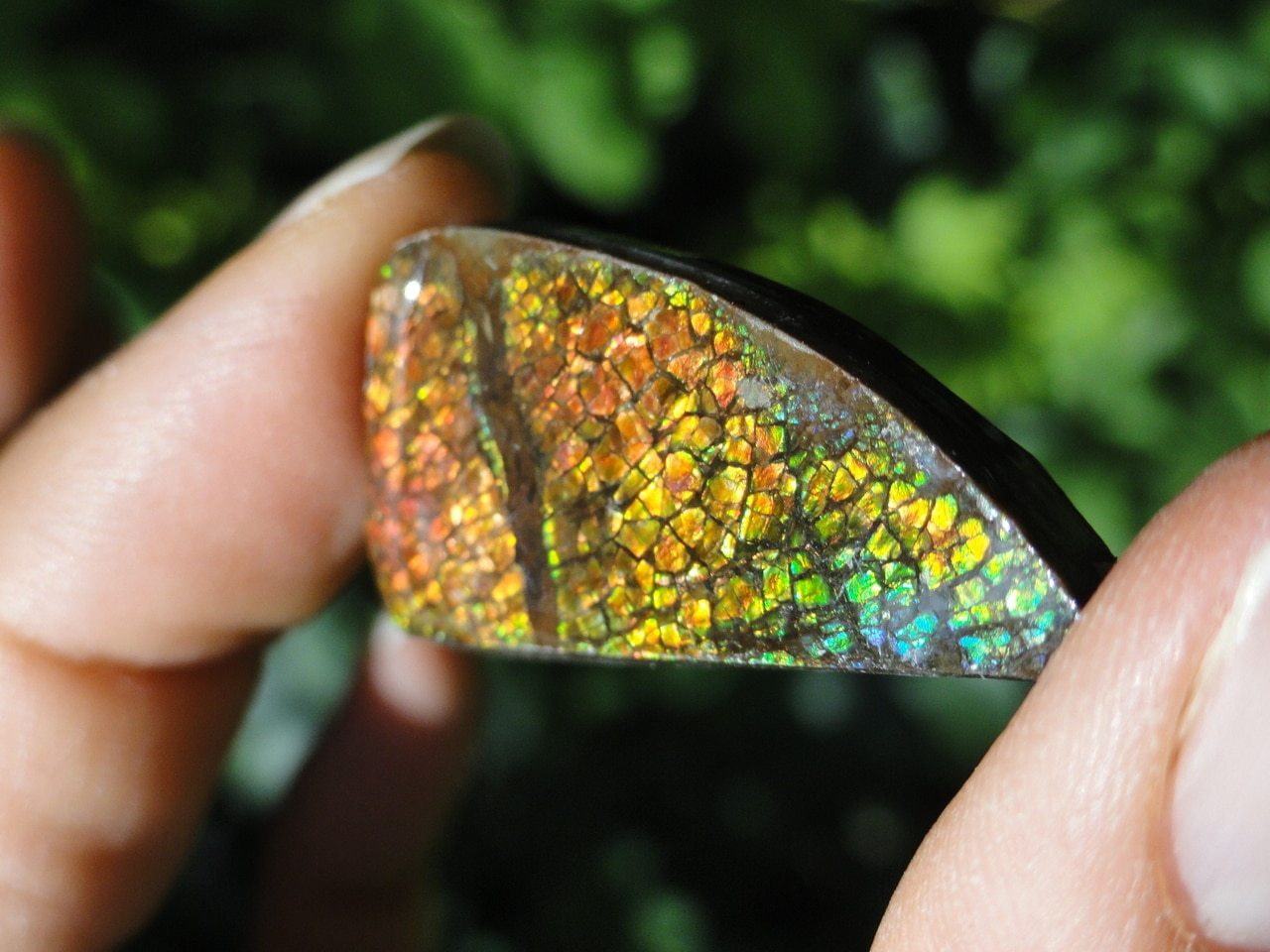  AMMOLITE CABOCHON - PERFECT TO WIRE WRAP