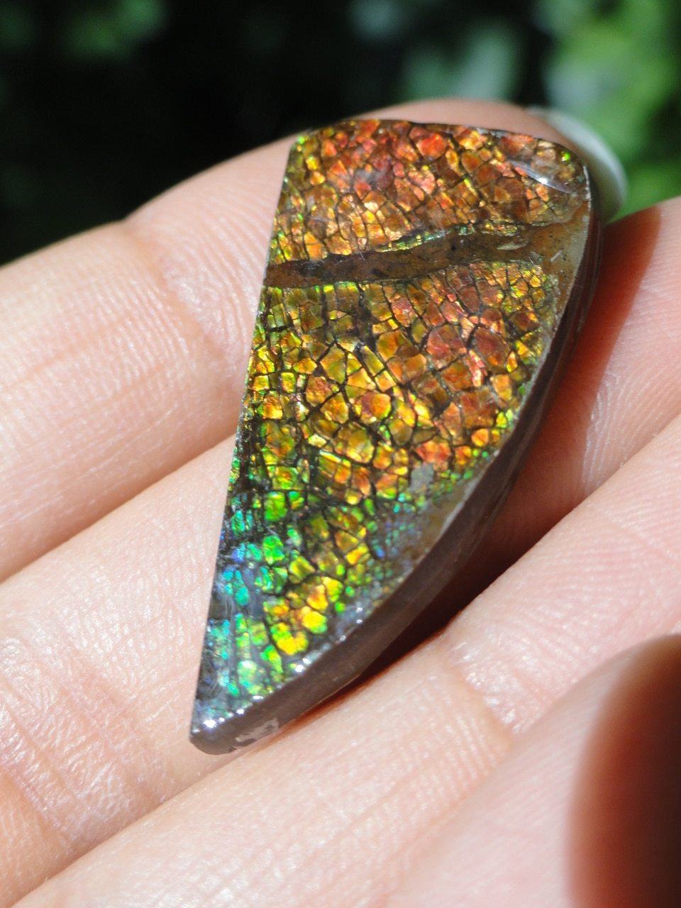  AMMOLITE CABOCHON - PERFECT TO WIRE WRAP