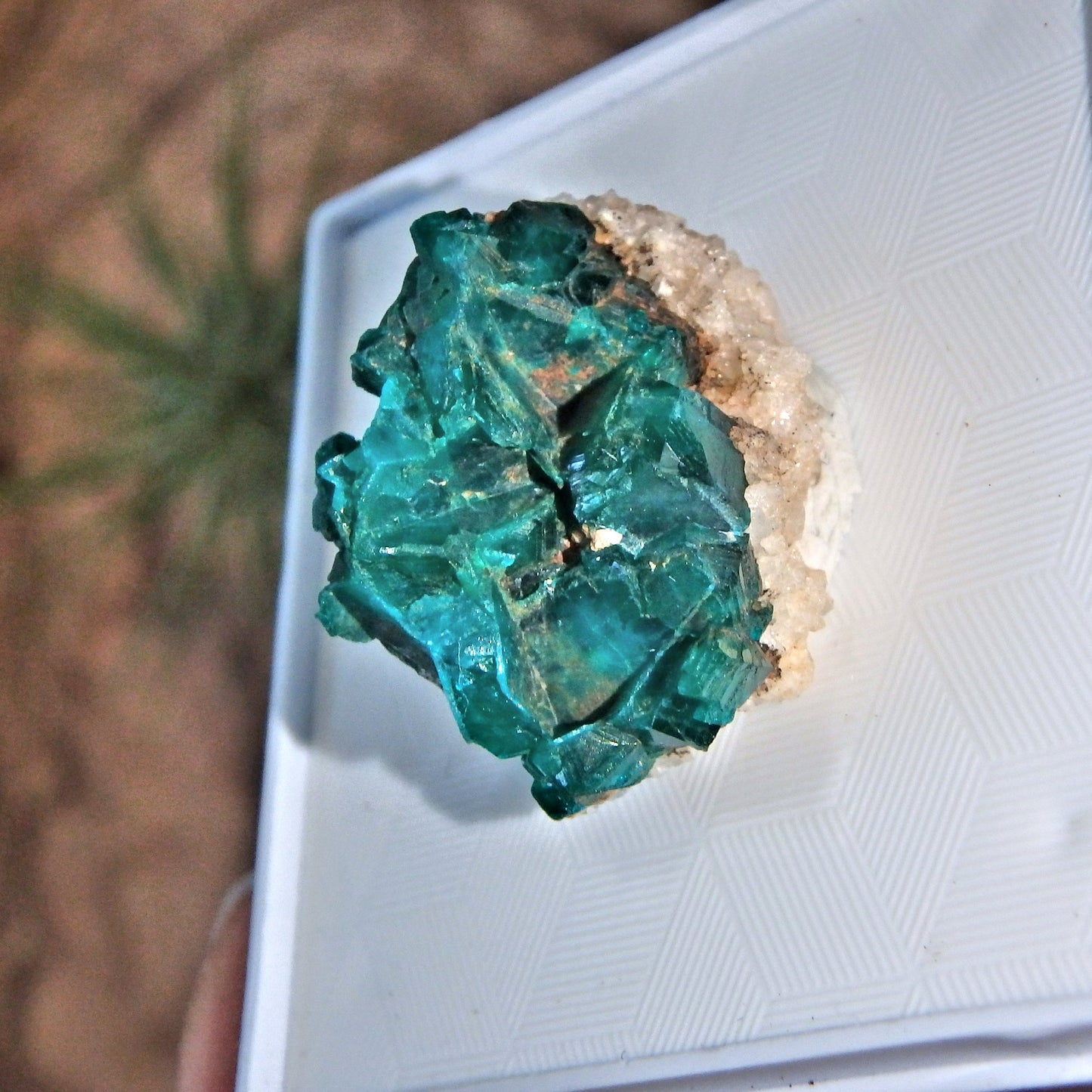 Healing Heart Raw Dioptase in Collectors Box - Earth Family Crystals