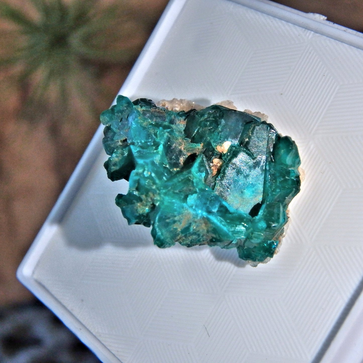 Healing Heart Raw Dioptase in Collectors Box - Earth Family Crystals