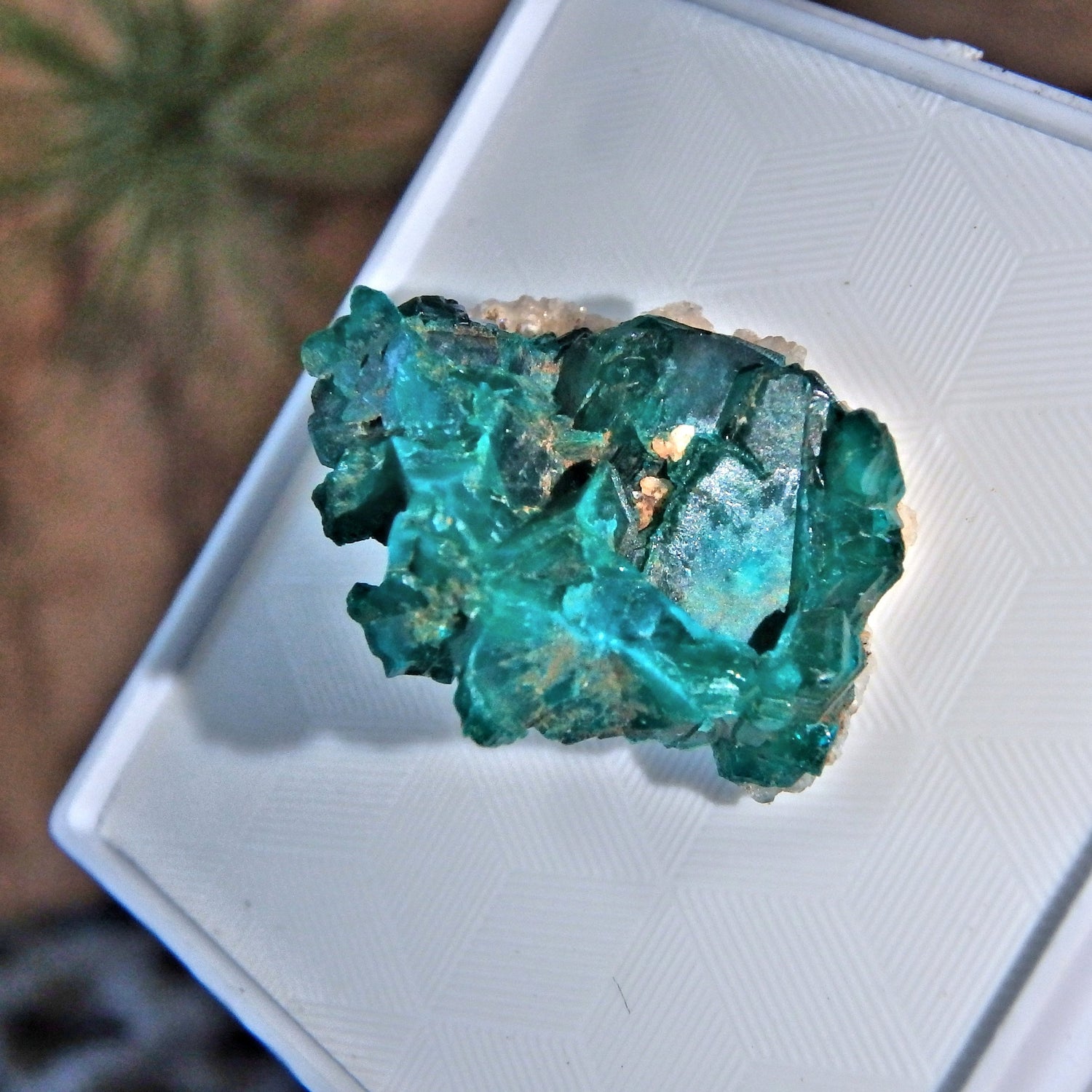 Healing Heart Raw Dioptase in Collectors Box - Earth Family Crystals