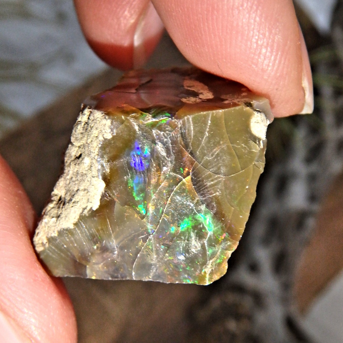 Incredible Rainbow Sparkle Flash Chocolate Brown Ethiopian Opal Raw Specimen