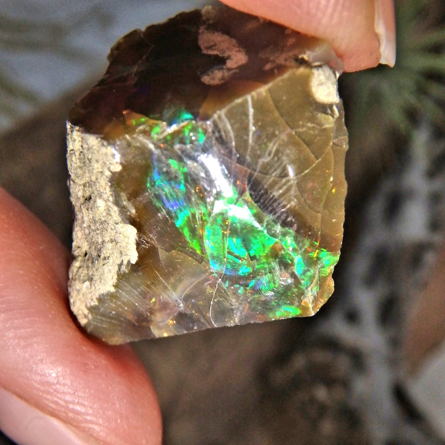 Incredible Rainbow Sparkle Flash Chocolate Brown Ethiopian Opal Raw Specimen