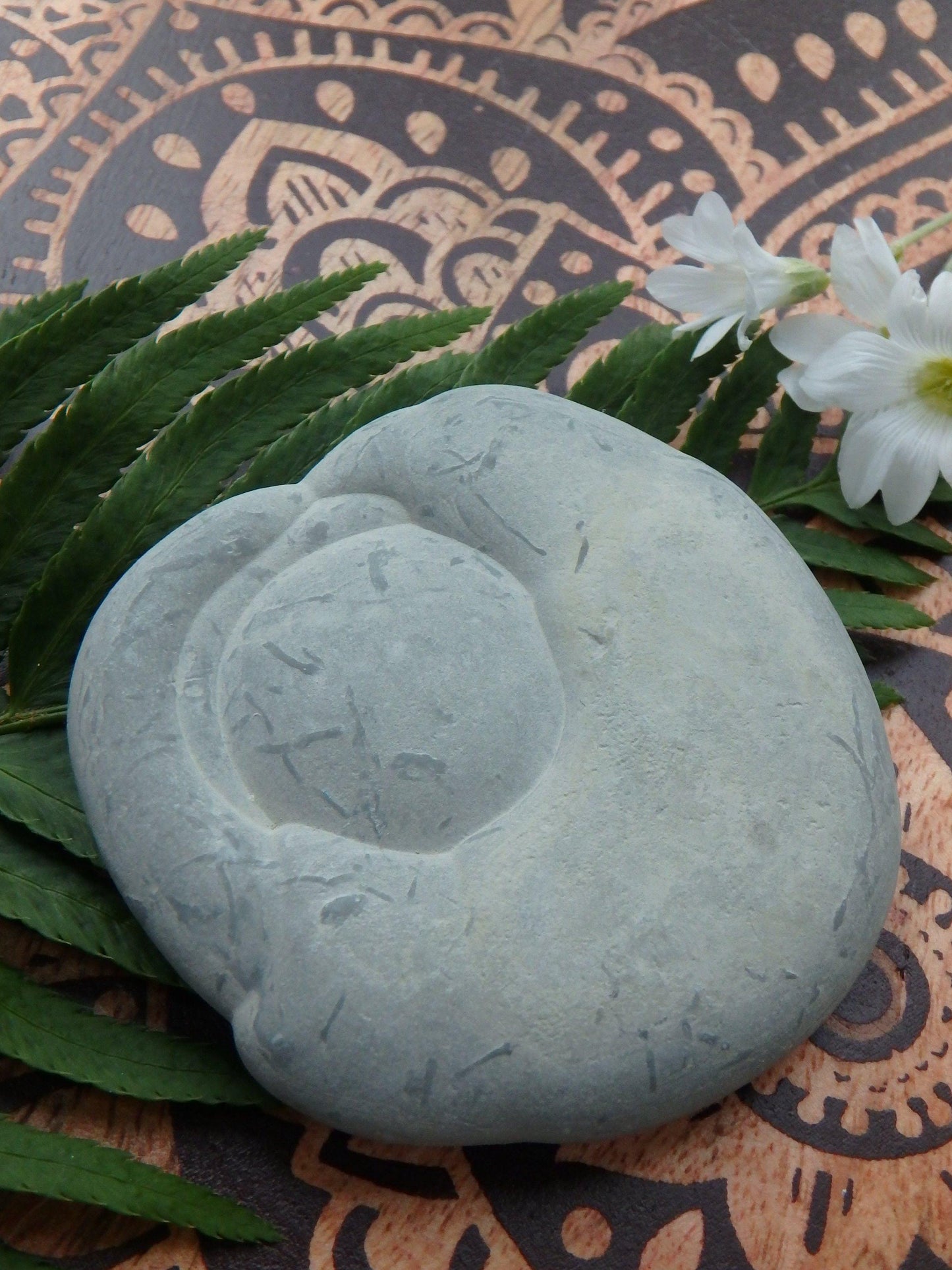  Canadian Fairy Stone Free Form Natural Specimen