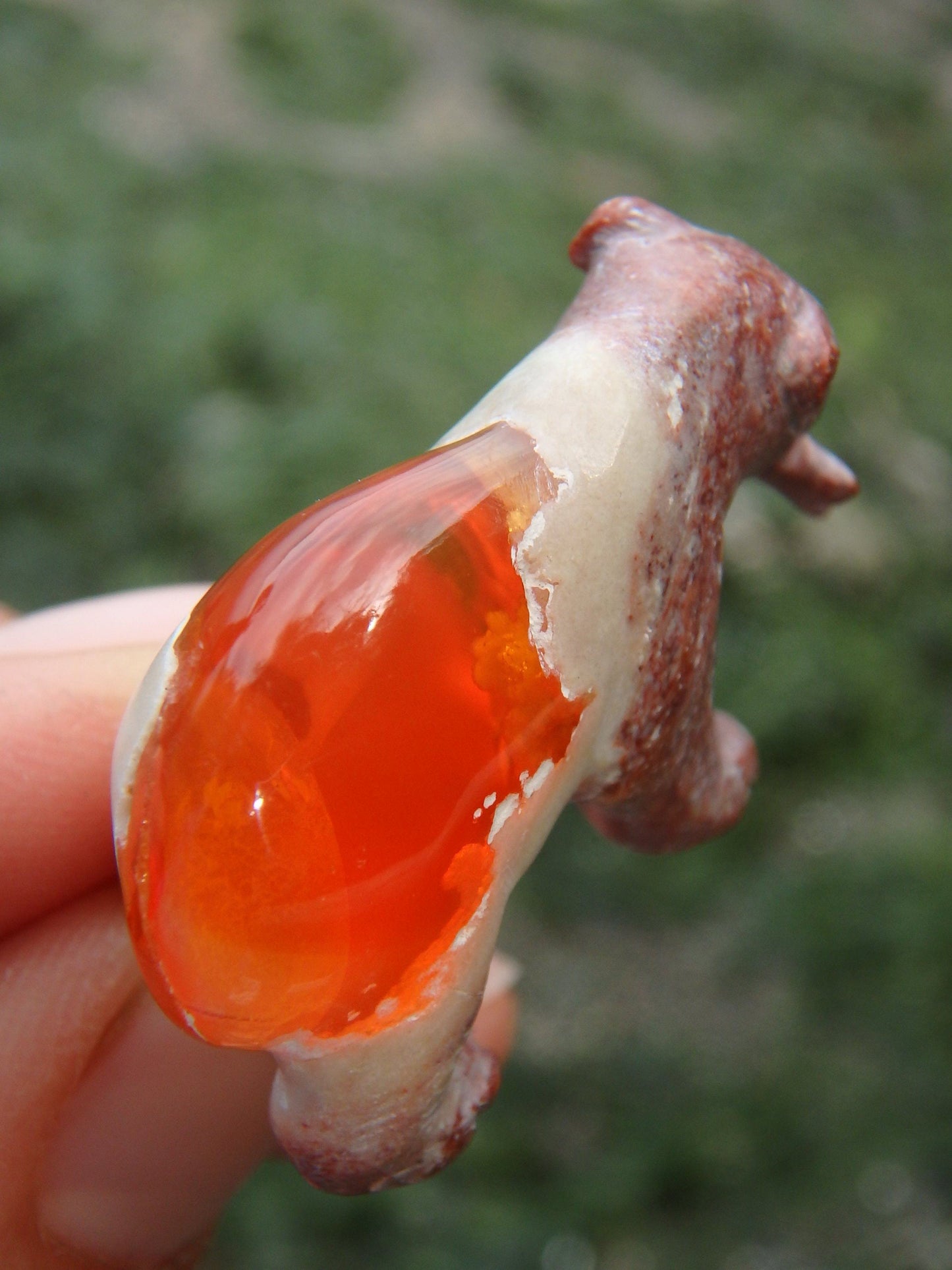  Cute Bear & Fish Mexican Fire Opal Carving