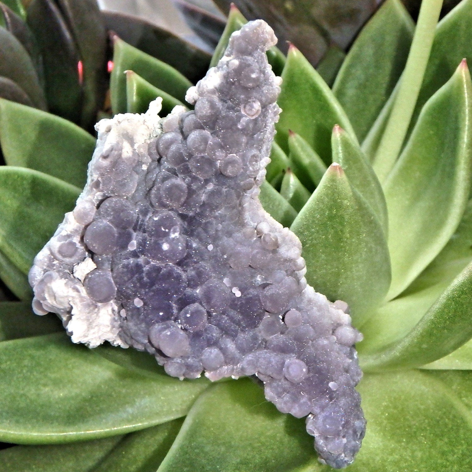  Deep Caves Frosty Purple & White Orbs Grape Agate From Indonesia