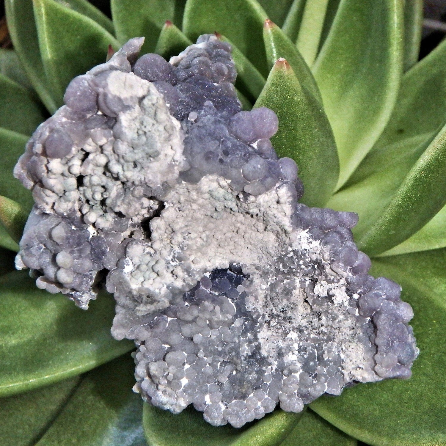  Deep Caves Frosty Purple & White Orbs Grape Agate From Indonesia