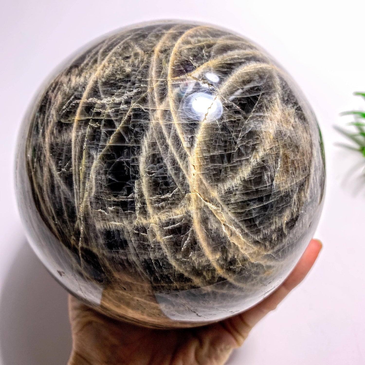  3.3 KG Jumbo Supreme! Mysterious Shimmer Black Moonstone Sphere Carving~Locality Madagascar