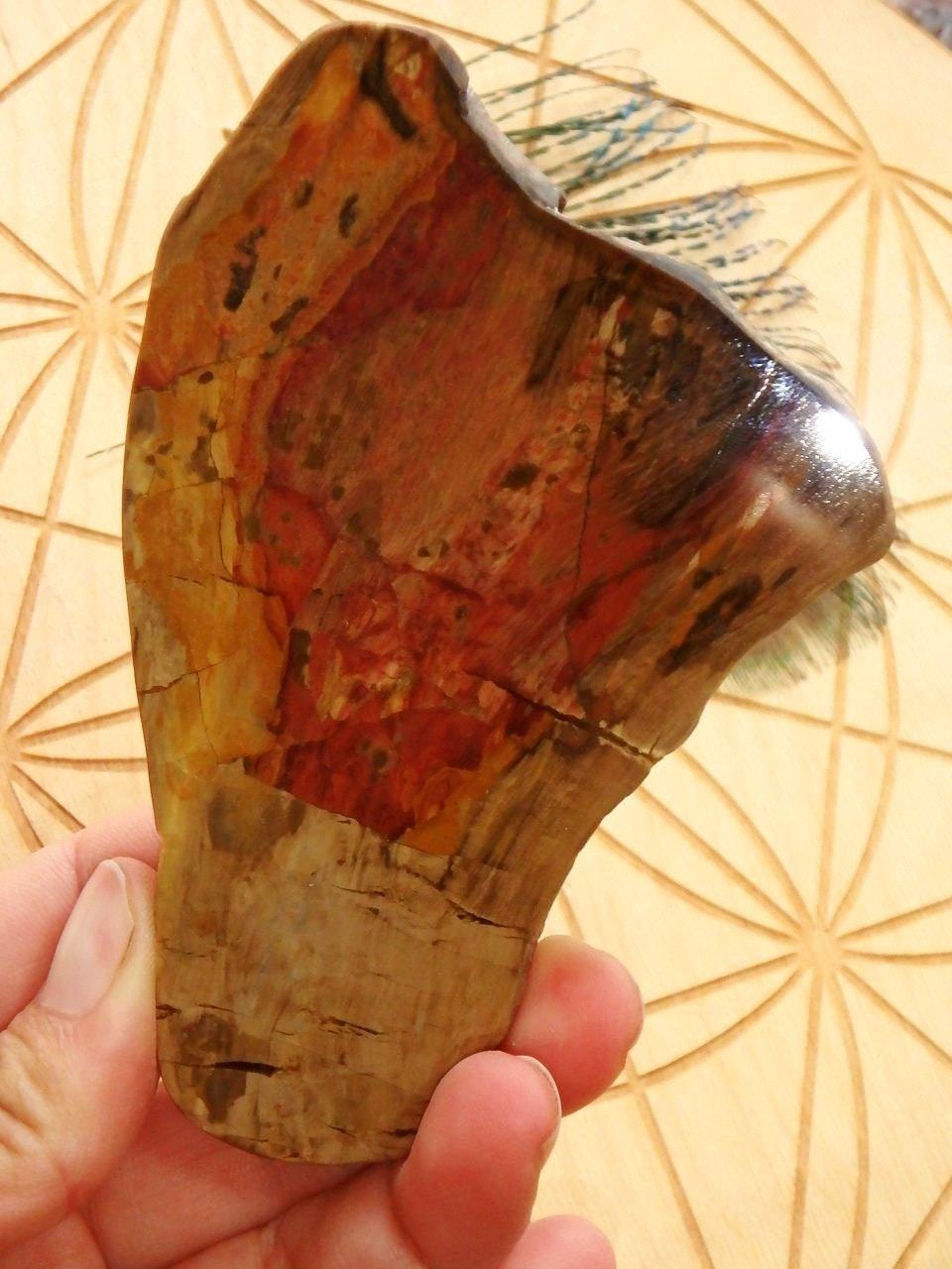  Australian Chinchilla  Petrified Wood Partially Polished Free Form Specimen
