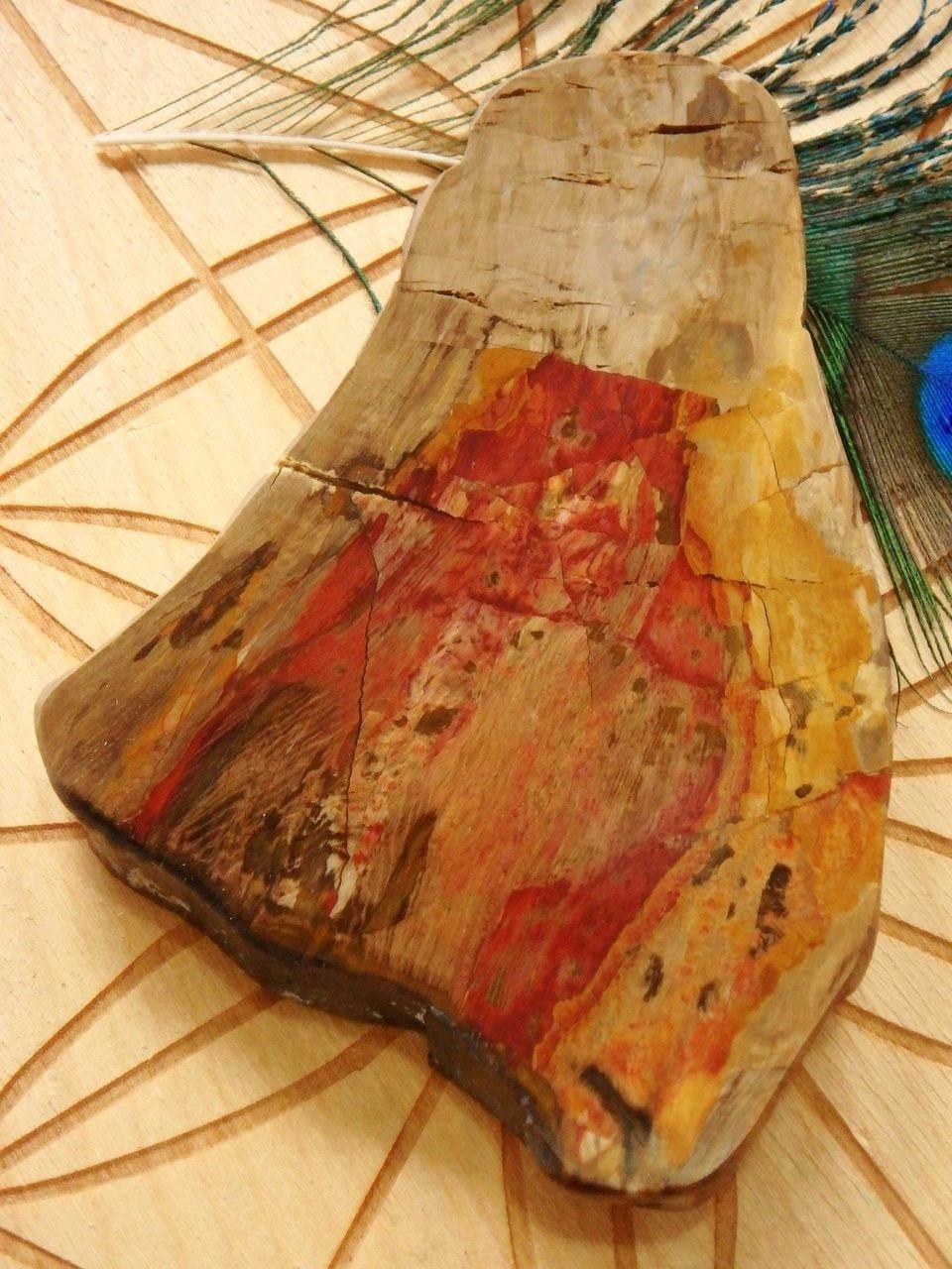  Australian Chinchilla  Petrified Wood Partially Polished Free Form Specimen