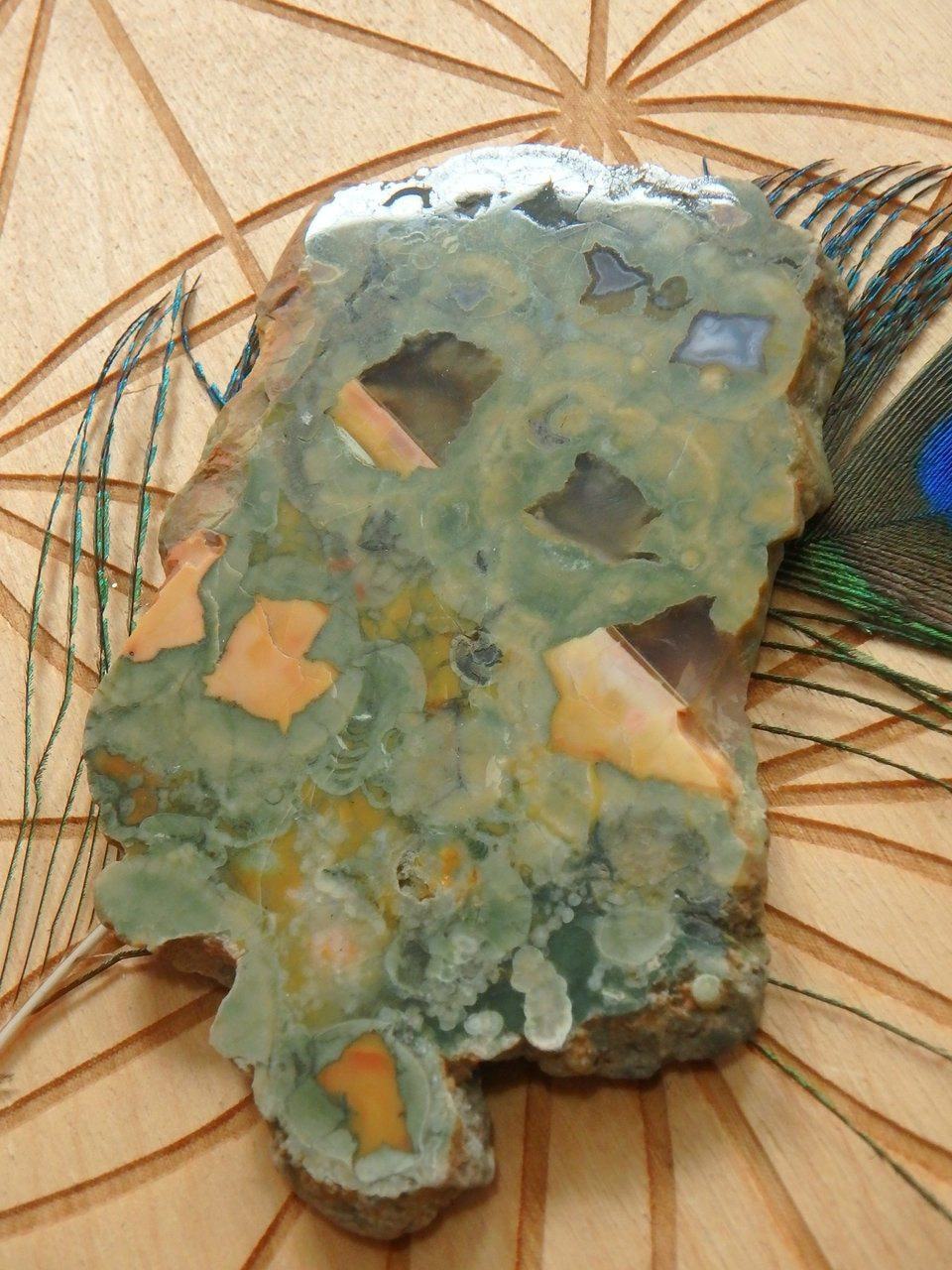  Australian Rainforest Jasper (Spherulitic Rhyolite ) Partially Polished Specimen From Mnt Hay