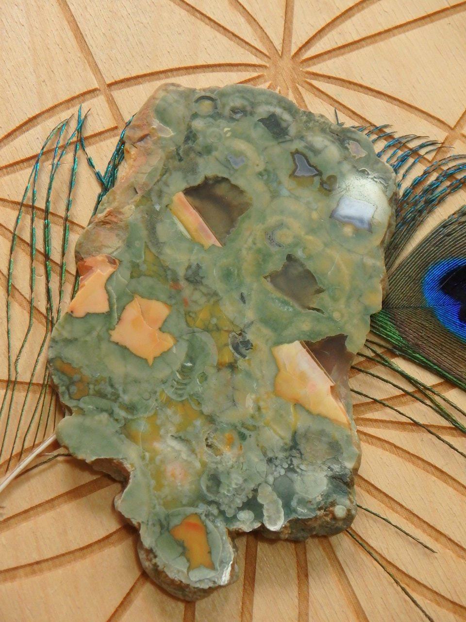  Australian Rainforest Jasper (Spherulitic Rhyolite ) Partially Polished Specimen From Mnt Hay