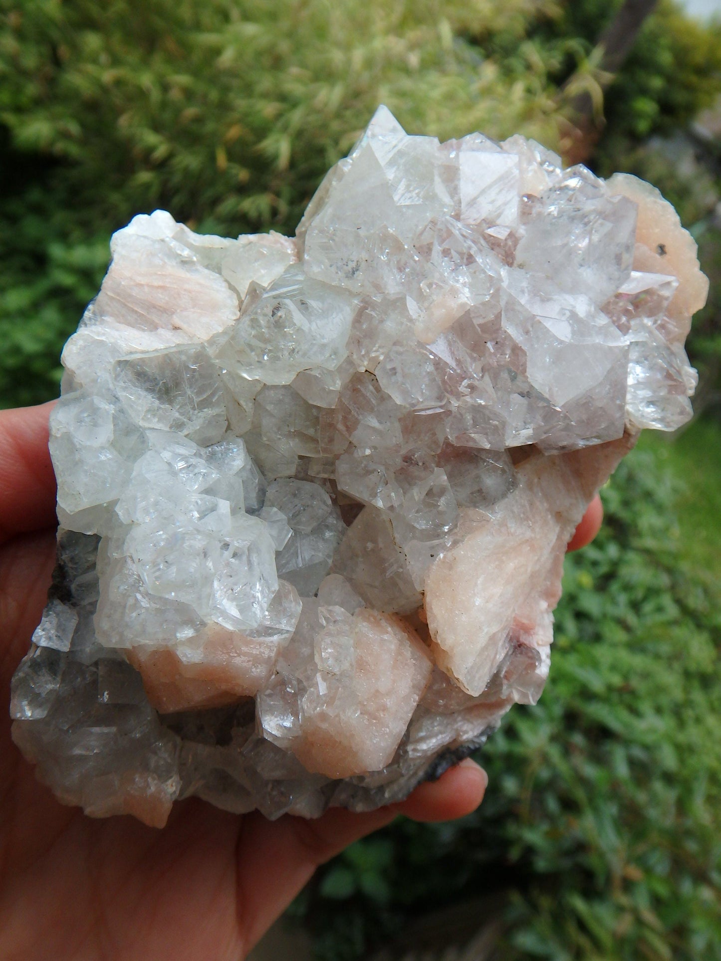  Breathtaking Brilliance~Large Clear Apophyllite & Pink Stilbite Cluster From India