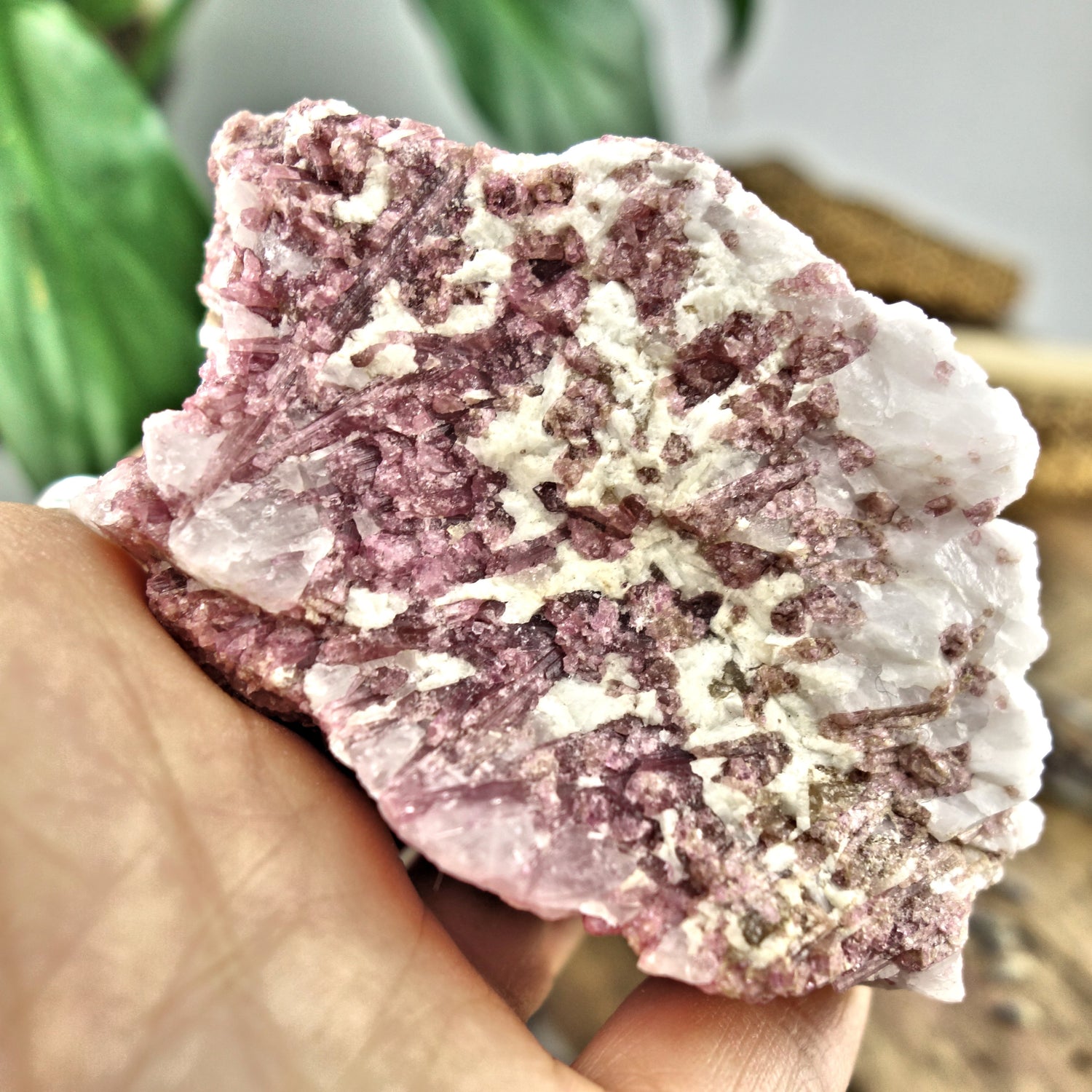 Large Pink Tourmaline Blades Nestled in Creamy Quartz Matrix From Brazil - Earth Family Crystals