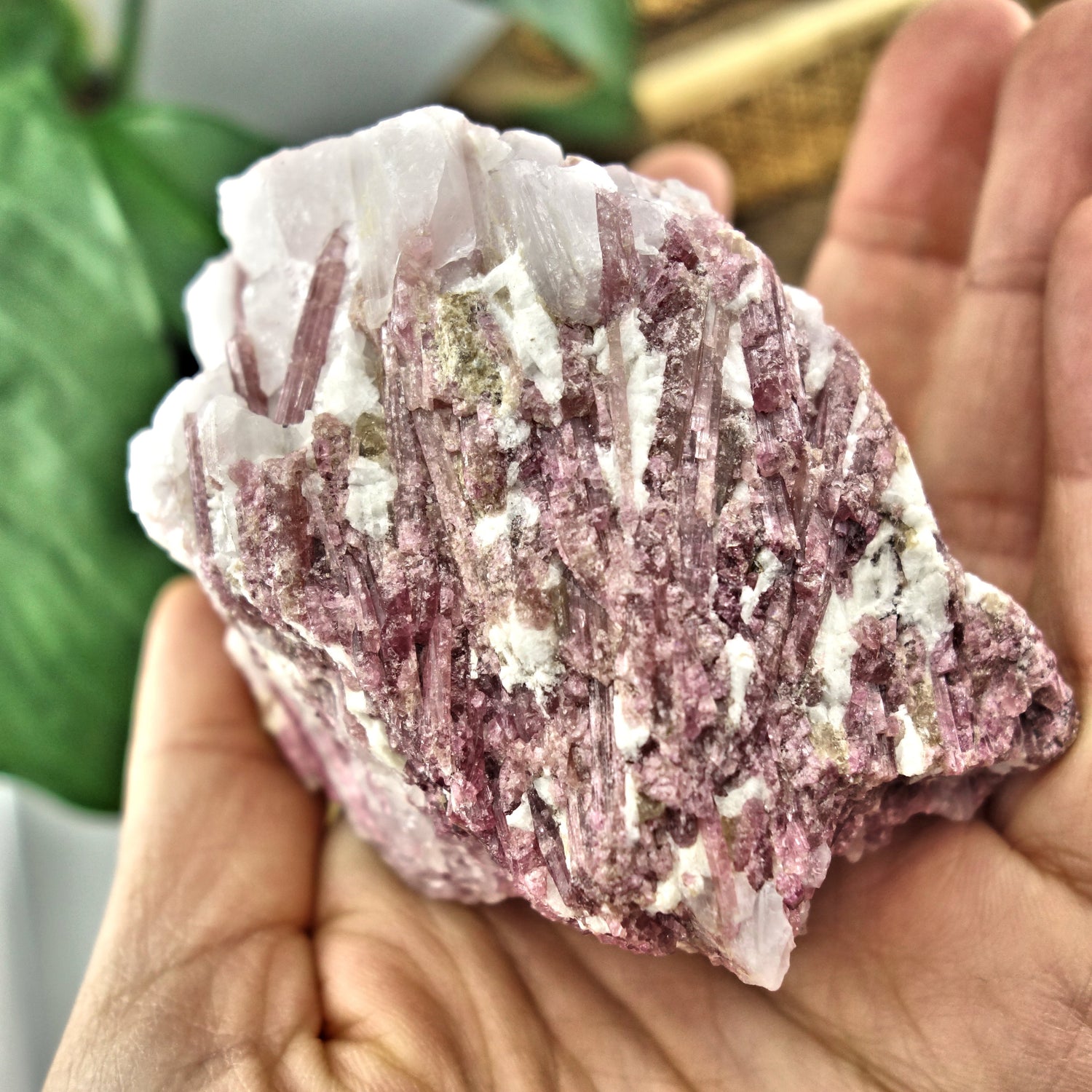 Large Pink Tourmaline Blades Nestled in Creamy Quartz Matrix From Brazil - Earth Family Crystals