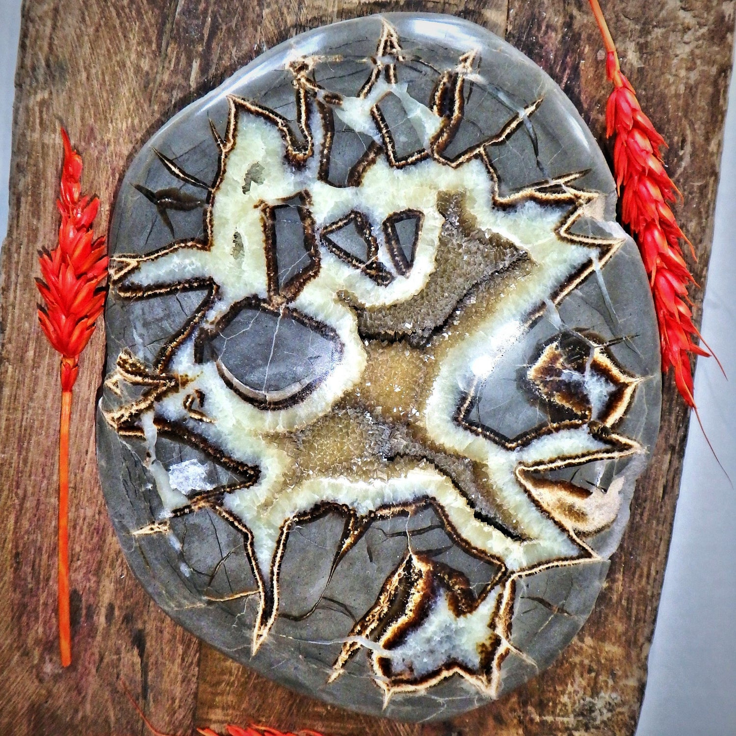 Incredible Large Druzy Cave Geode Included Septarian Display Specimen from Utah Partially Polished - Earth Family Crystals