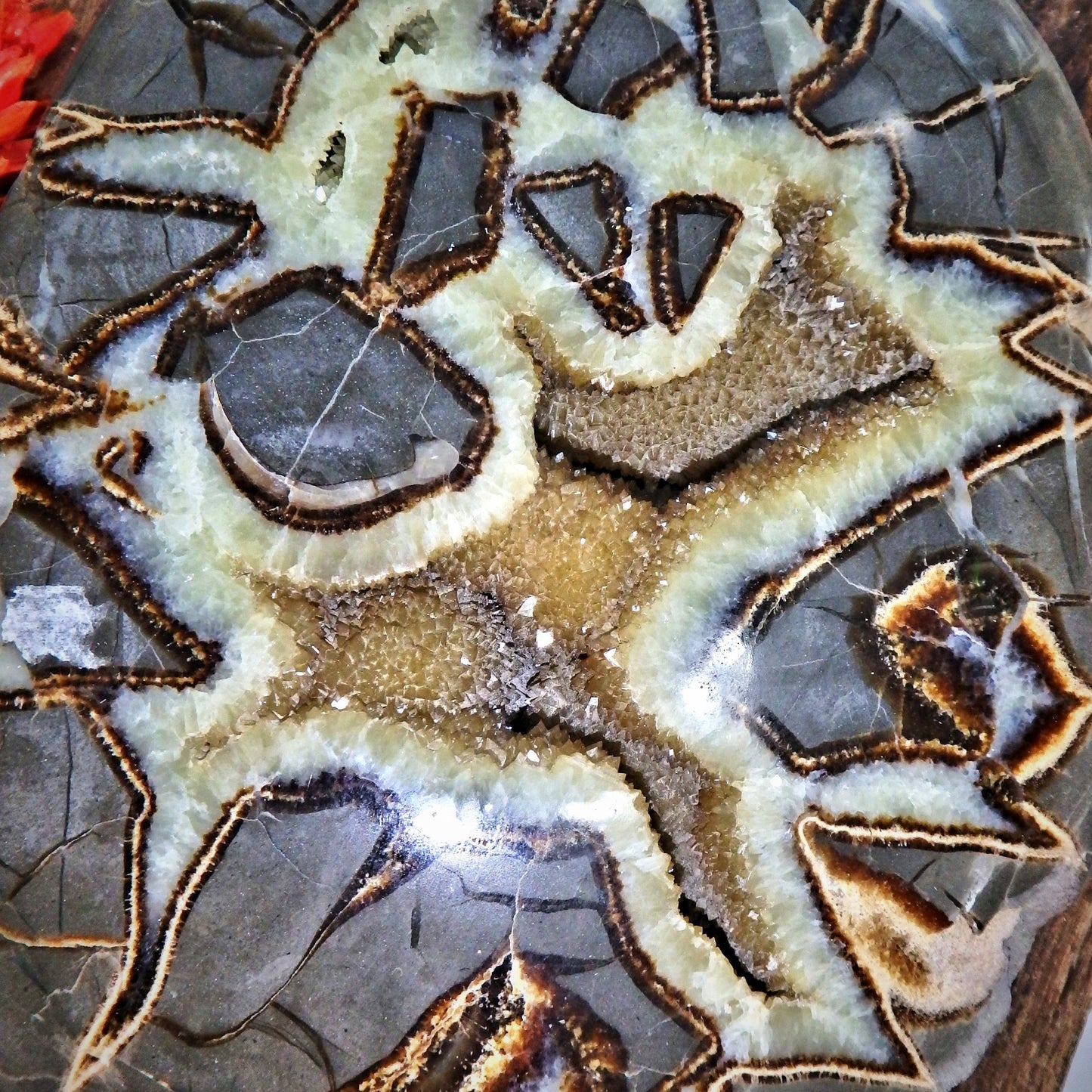 Incredible Large Druzy Cave Geode Included Septarian Display Specimen from Utah Partially Polished - Earth Family Crystals