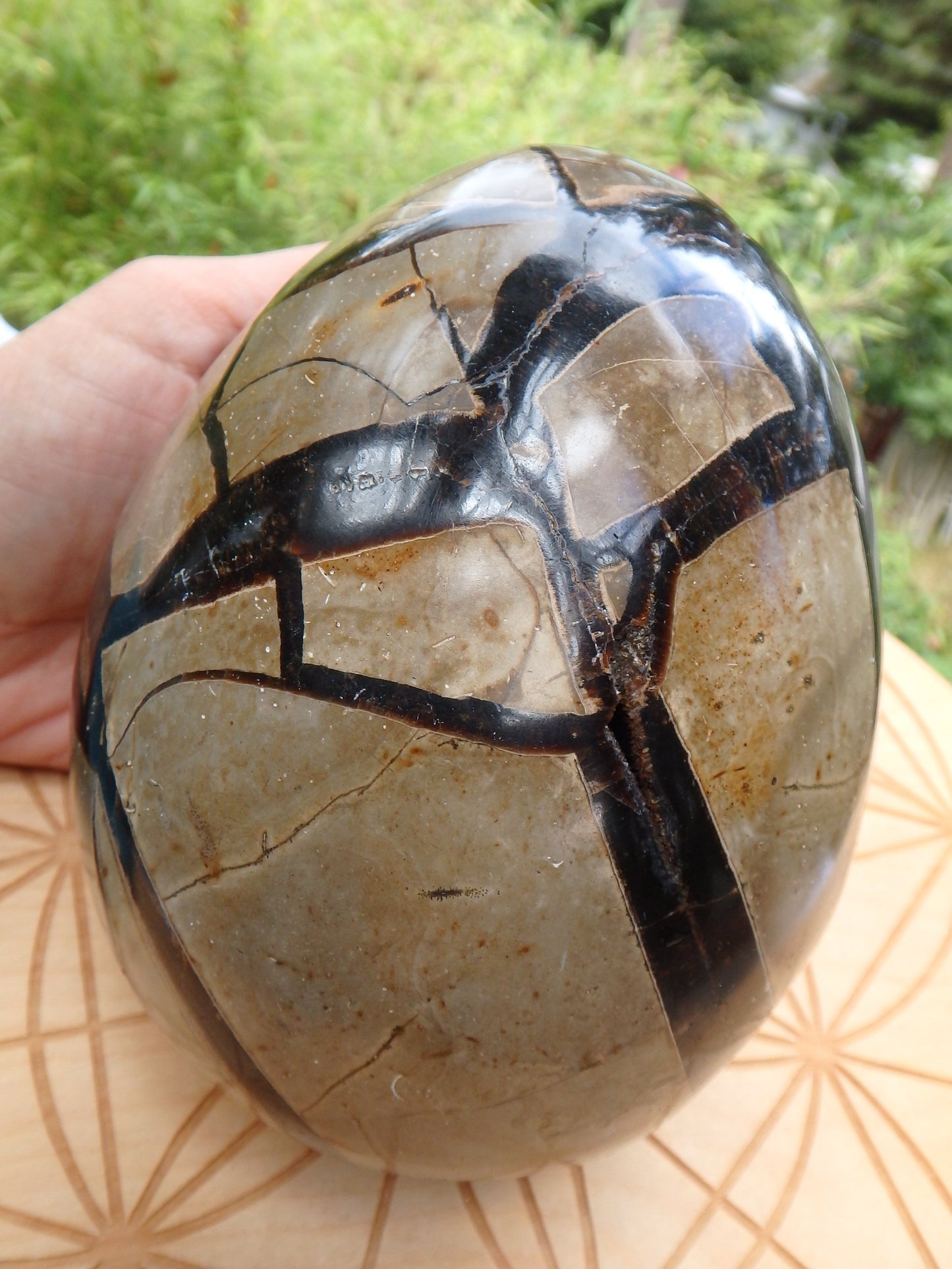 Jumbo Dragon Egg Septarian Specimen With Druzy Geode Cave - Metiz Tier Price