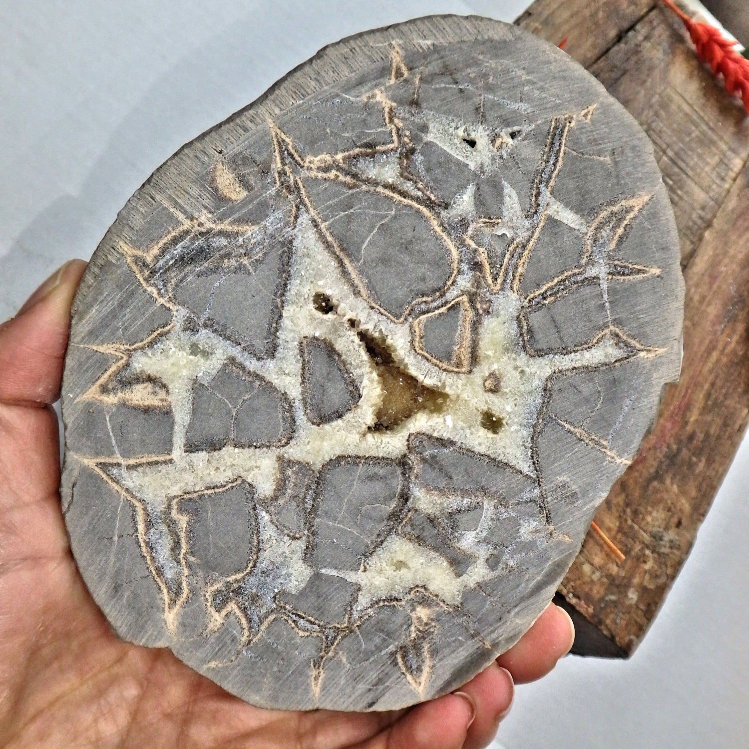 Incredible Large Druzy Cave Geode Included Septarian Display Specimen from Utah Partially Polished - Earth Family Crystals
