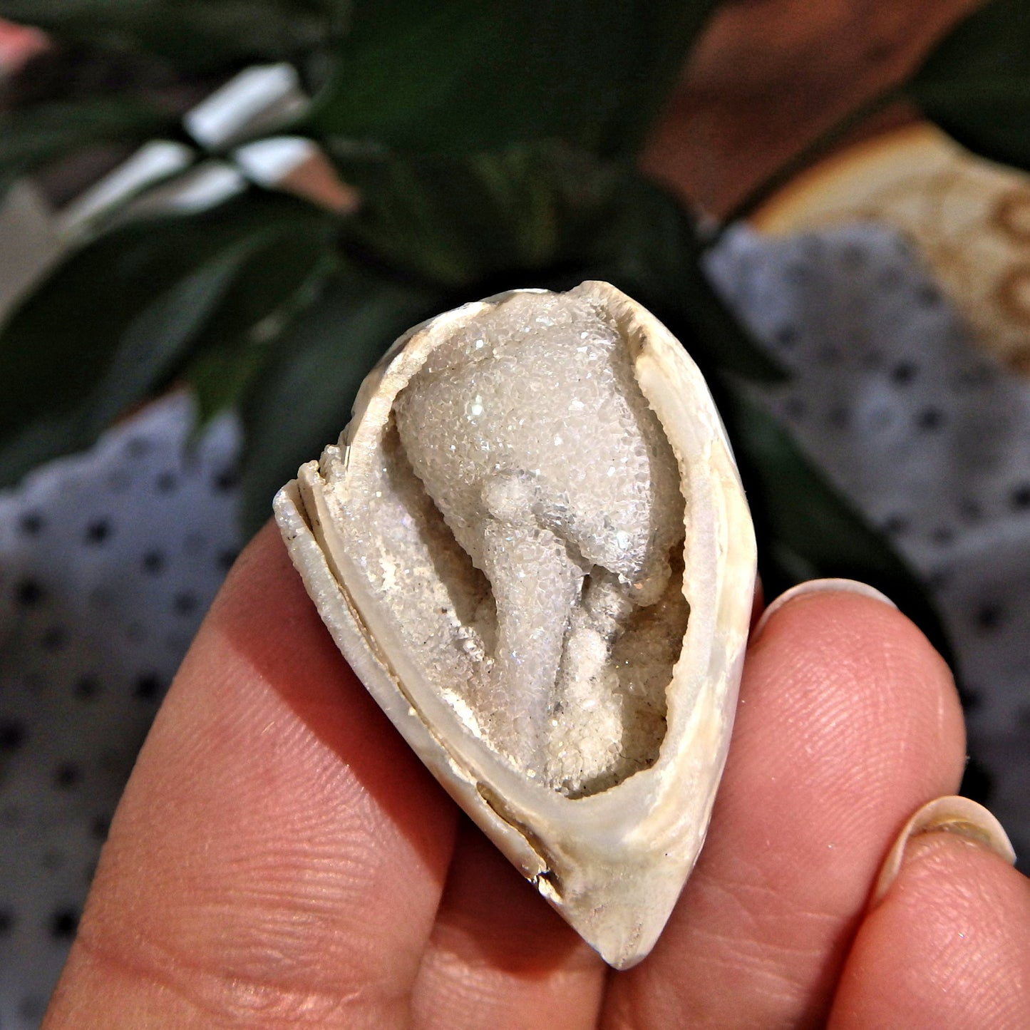 Sparkling Dainty Deep Cave Druzy Spiralite Gemshell From India - Earth Family Crystals