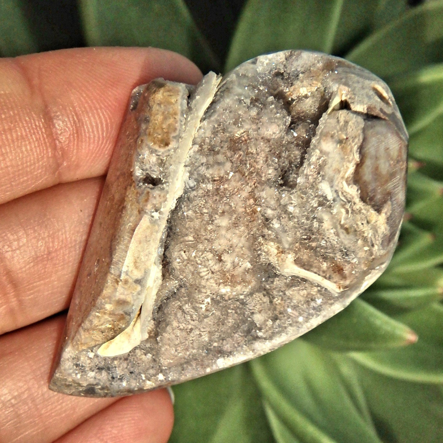  Chunky Fossil & Crystal Rare Spiralite Gemshell Specimen From India 1