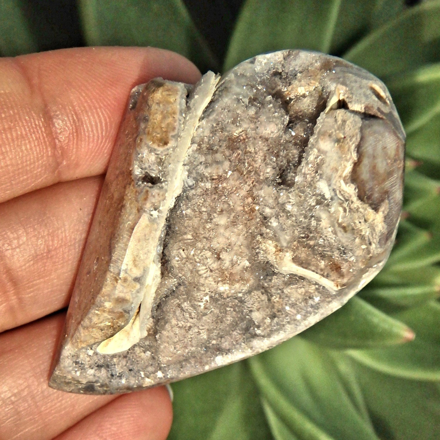  Chunky Fossil & Crystal Rare Spiralite Gemshell Specimen From India 1