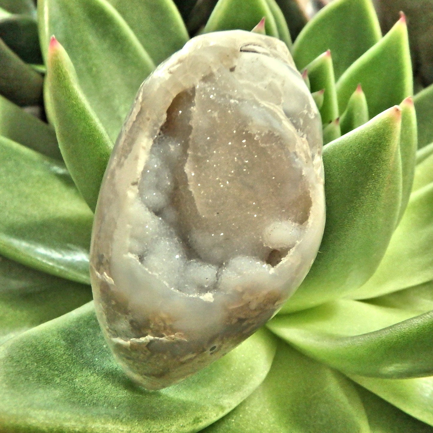  Chunky Sparkling Druzy Rare Spiralite Gemshell Specimen From India