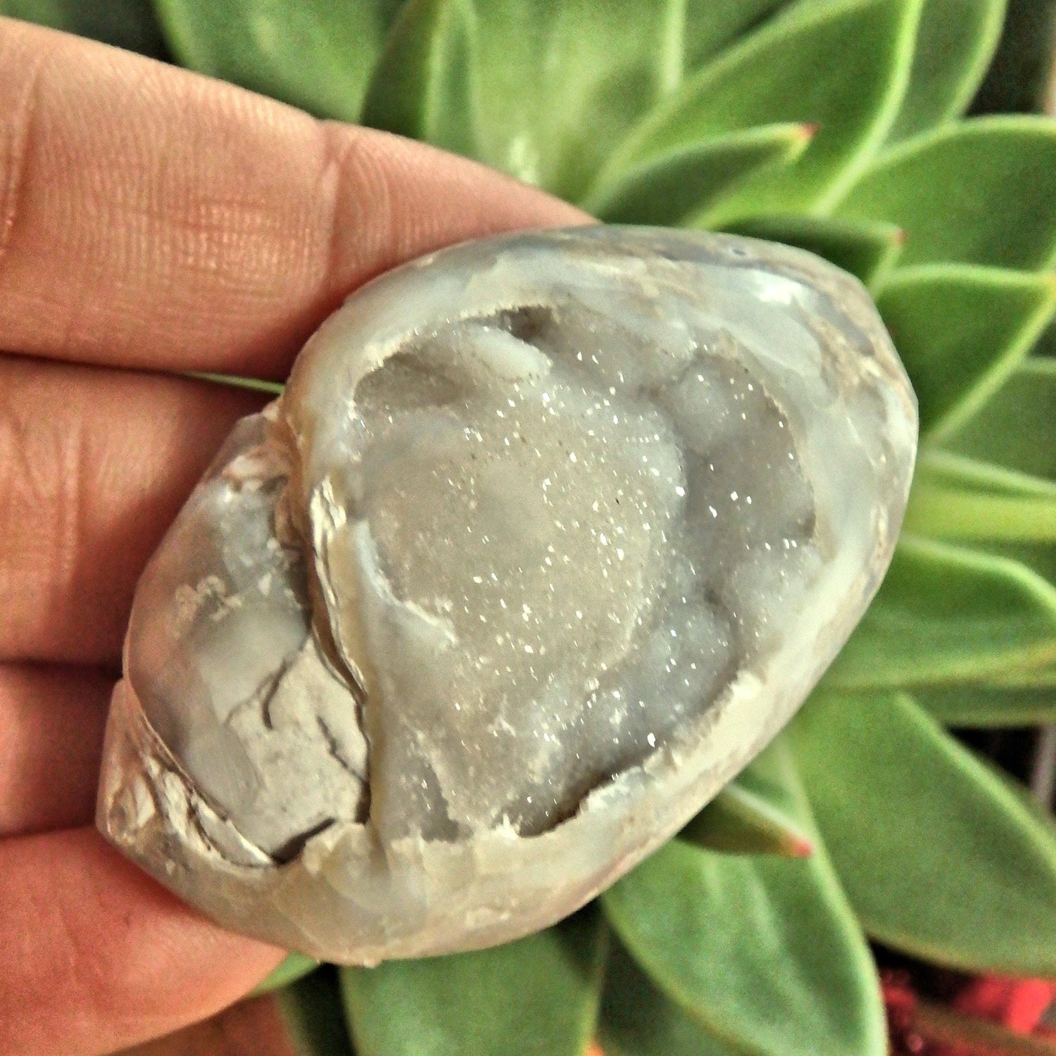  Chunky Sparkling Druzy Rare Spiralite Gemshell Specimen From India