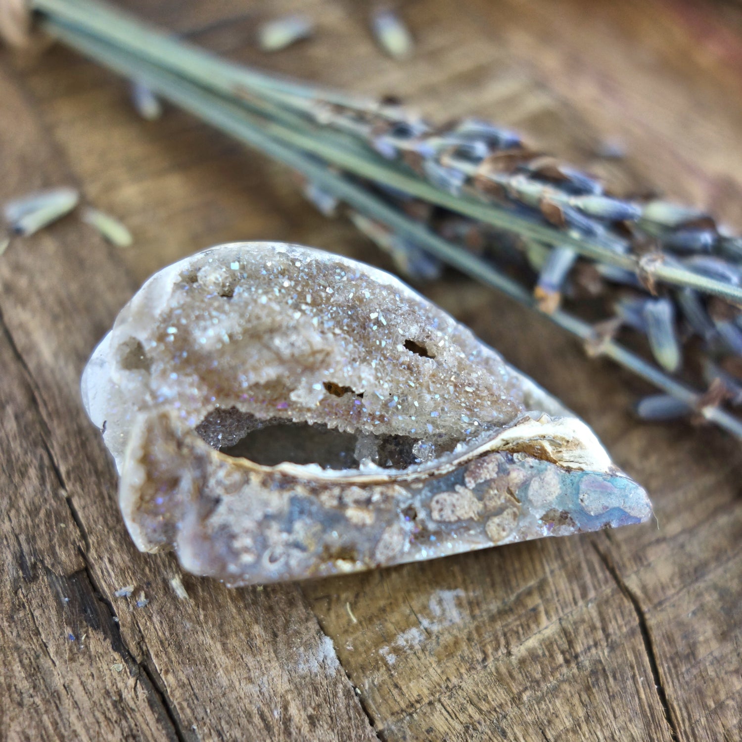 Gorgeous Double Sided Brilliance Spiralite Gemshell From India - Earth Family Crystals