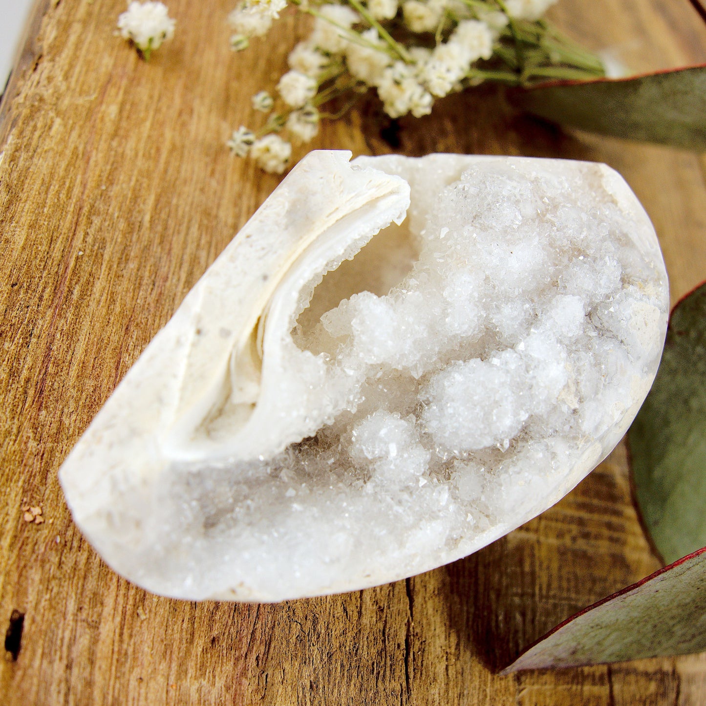 Incredible Shimmering Creamy White Large Druzy Spiralite Gemshell Geode Specimen From India8